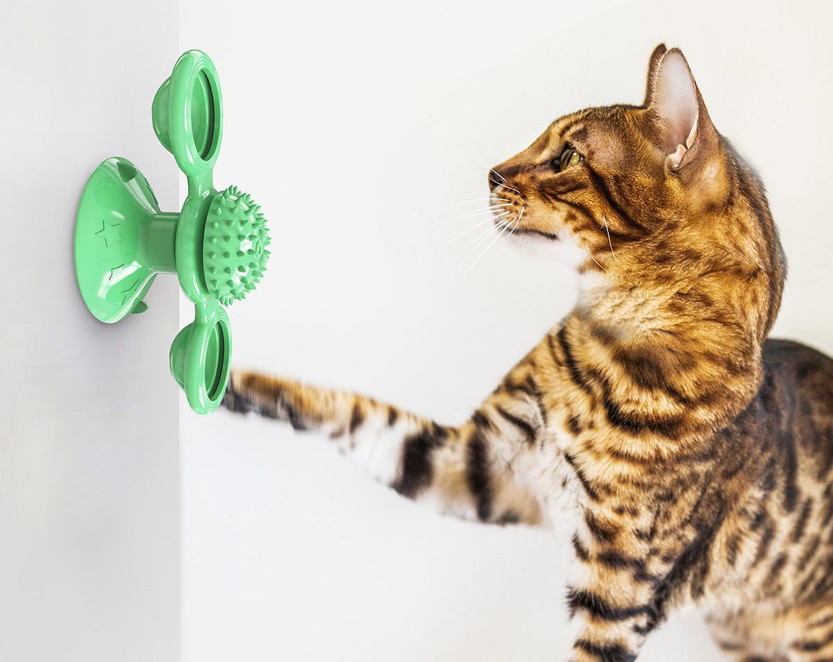 Spotted Bengal cat playing with a green spinning cat toy mounted on a wall for interactive fun