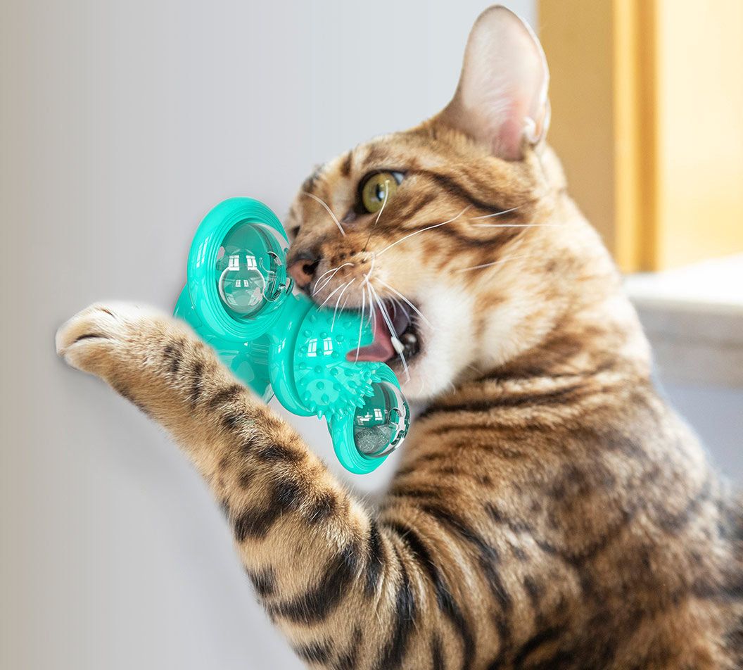 Tabby cat playing with a teal spinning cat toy attached to a window for interactive fun