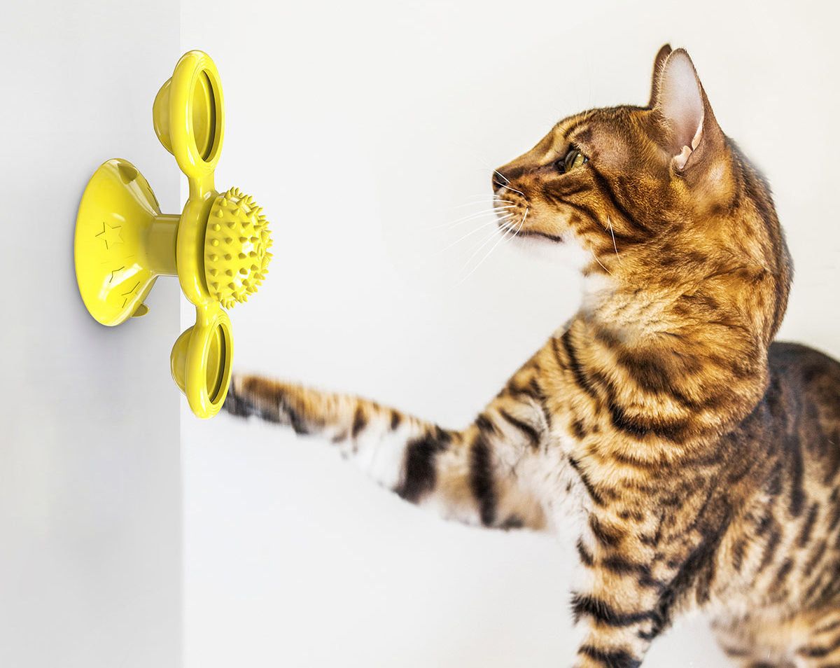 Brown tabby cat playing with a yellow spinning cat toy attached to a white wall