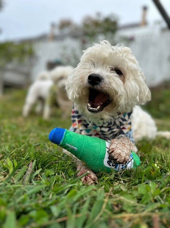 SOJU BOTTLE PLUSH DOG TOY