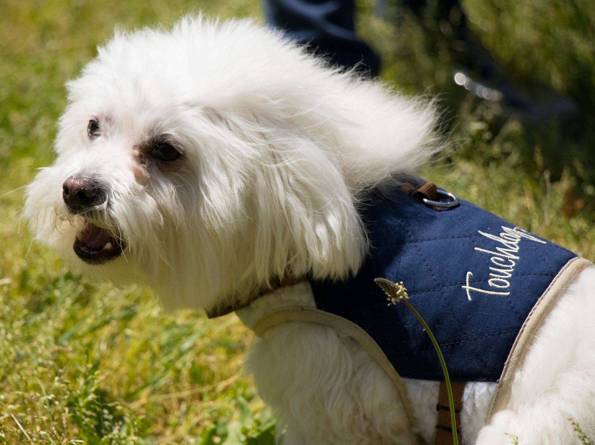 White fluffy dog wearing an adjustable dog harness and leash outdoors on green grass