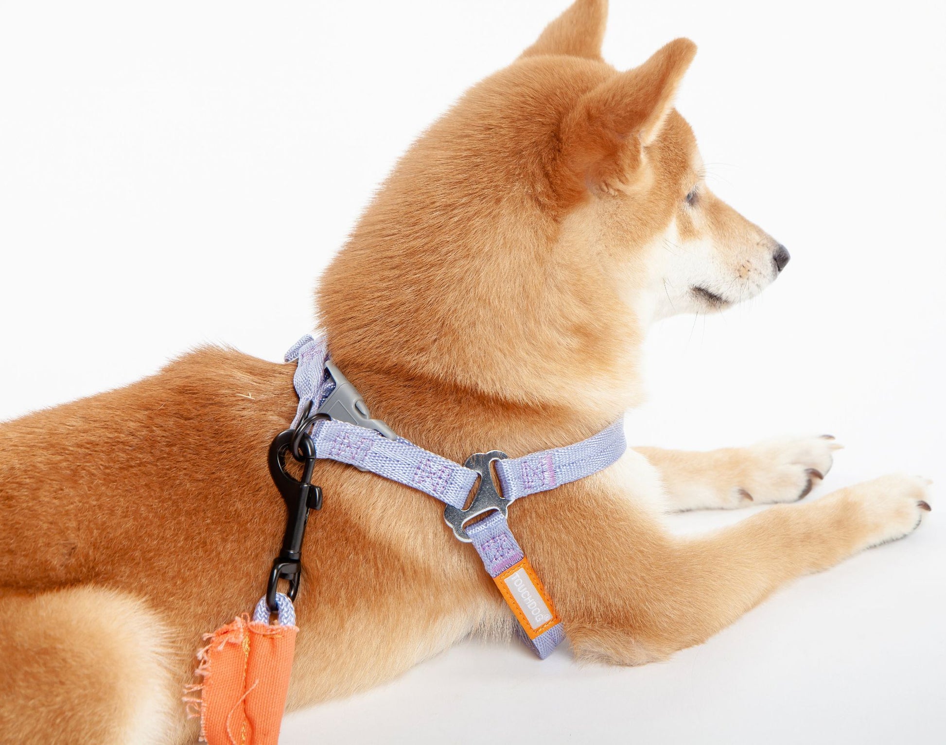 Light purple durable dog harness and leash set on a relaxed light brown dog lying down on a white background