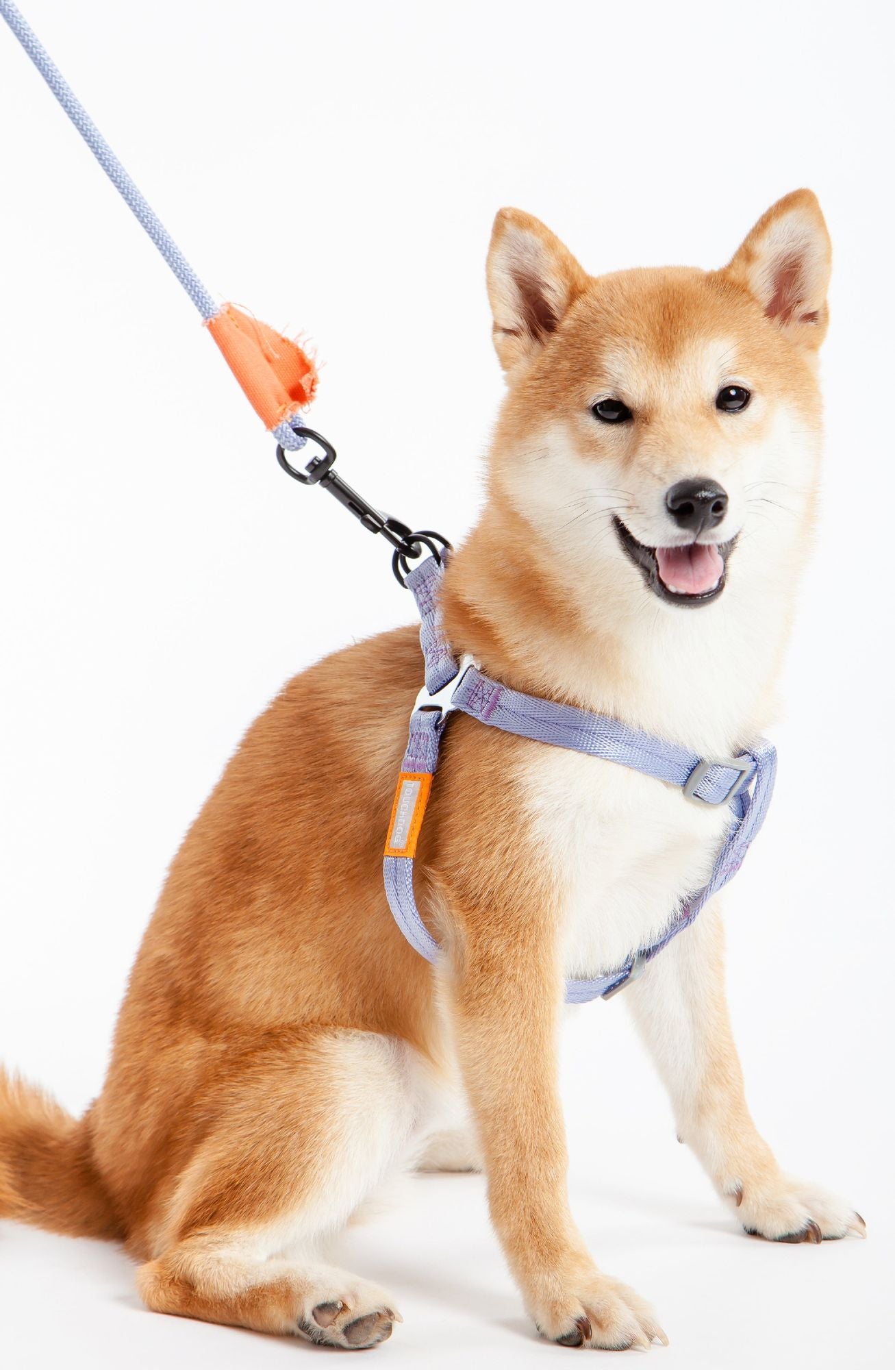 Shiba Inu dog wearing a durable dog harness and leash set by PawCounter com in light purple