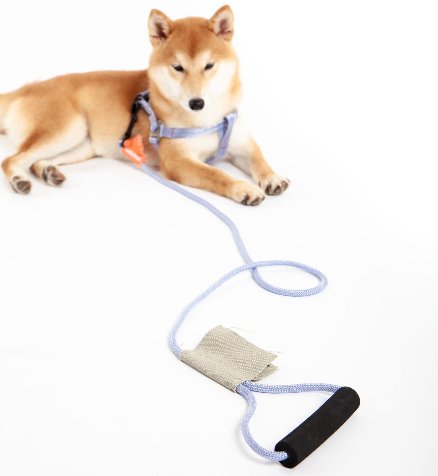 Durable dog harness and leash set worn by a tan Shiba Inu lying on white background