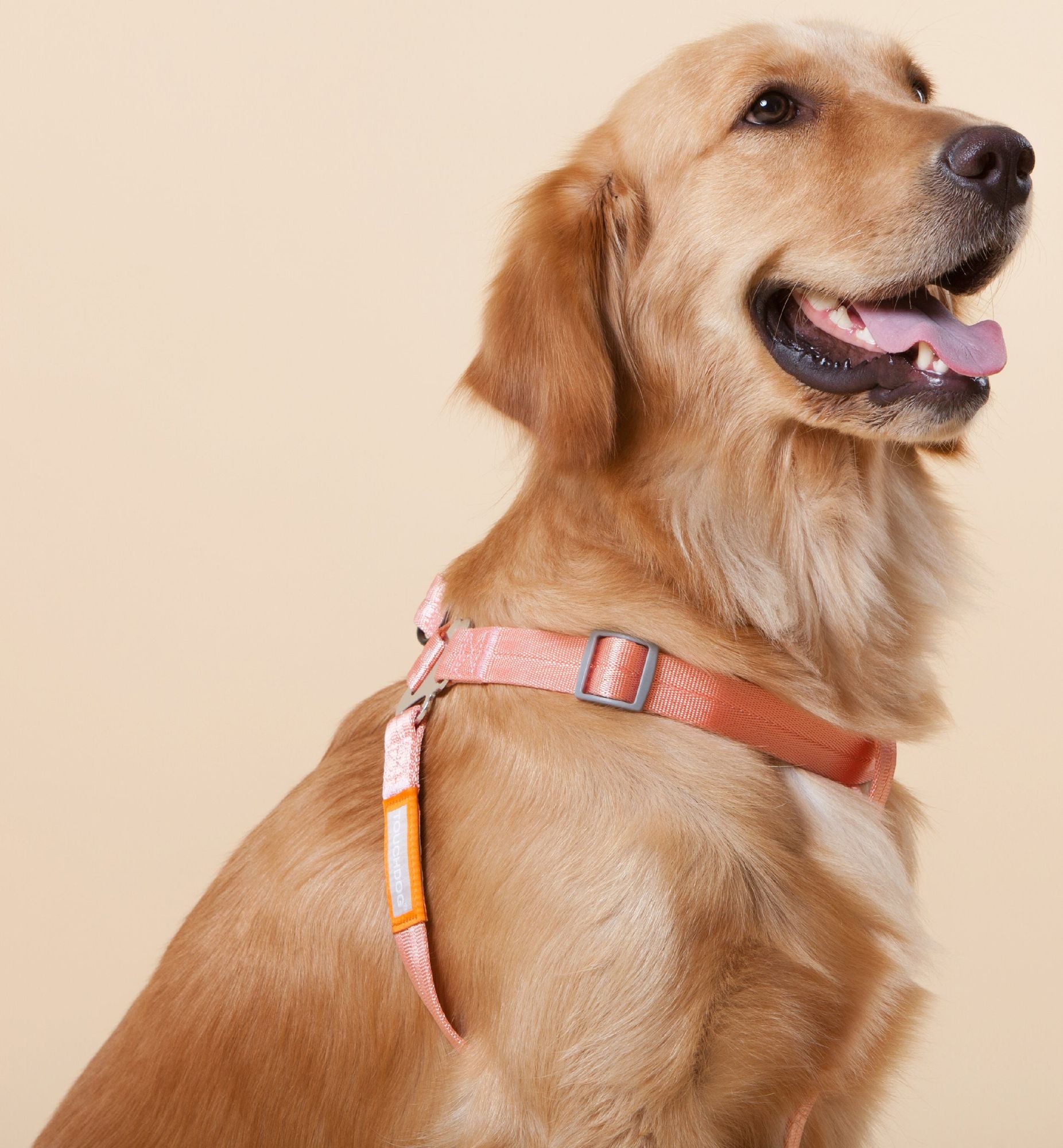 Golden retriever wearing a durable dog harness and leash set in peach color by PawCounter.com
