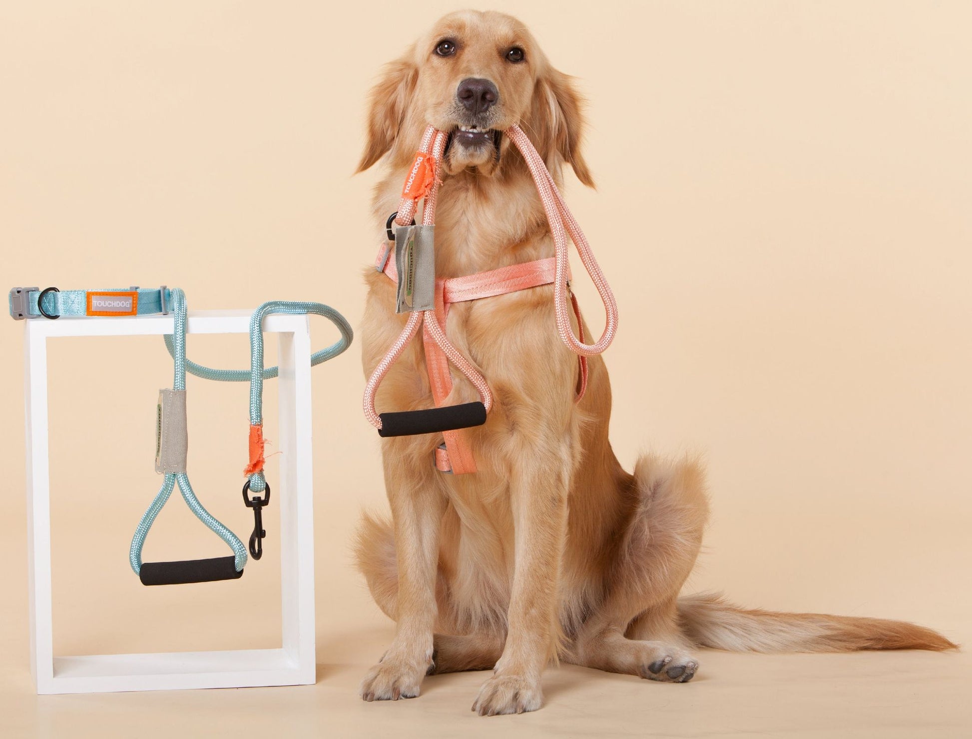 Golden retriever sitting with a durable dog harness and leash set from PawCounter.com in peach and blue colors