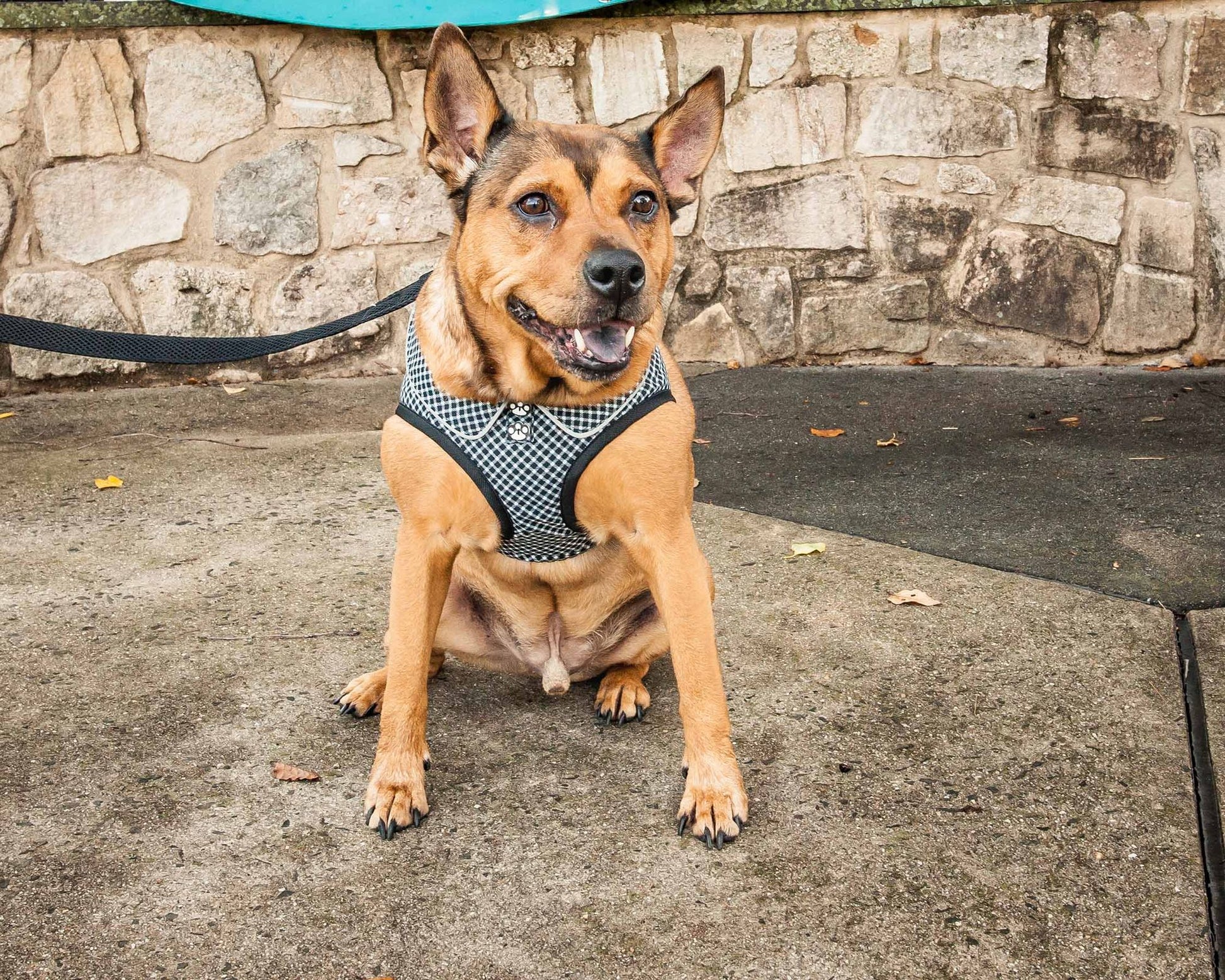Brown dog wearing a black and white adjustable dog harness sitting on concrete near a stone wall