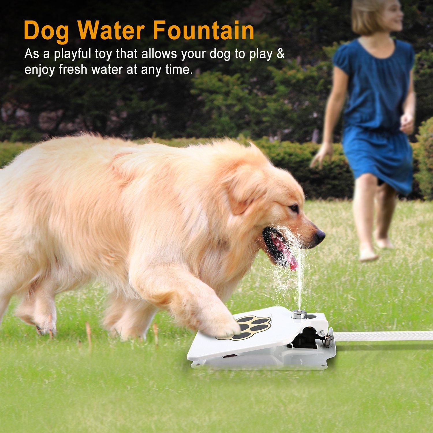 Golden retriever drinking from an outdoor dog water fountain with a child playing in the background