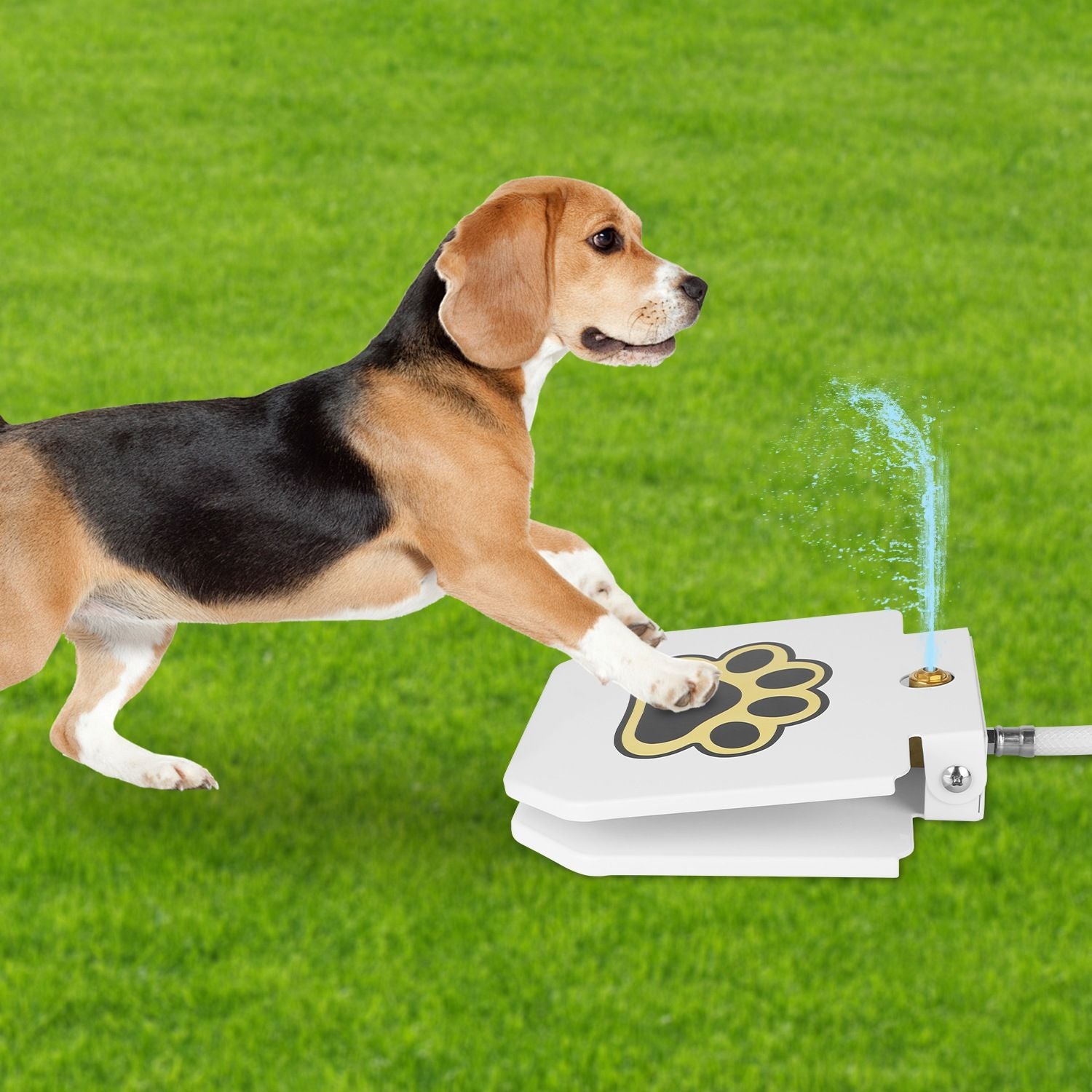 Beagle playing with a PawCounter.com outdoor dog water fountain on green grass