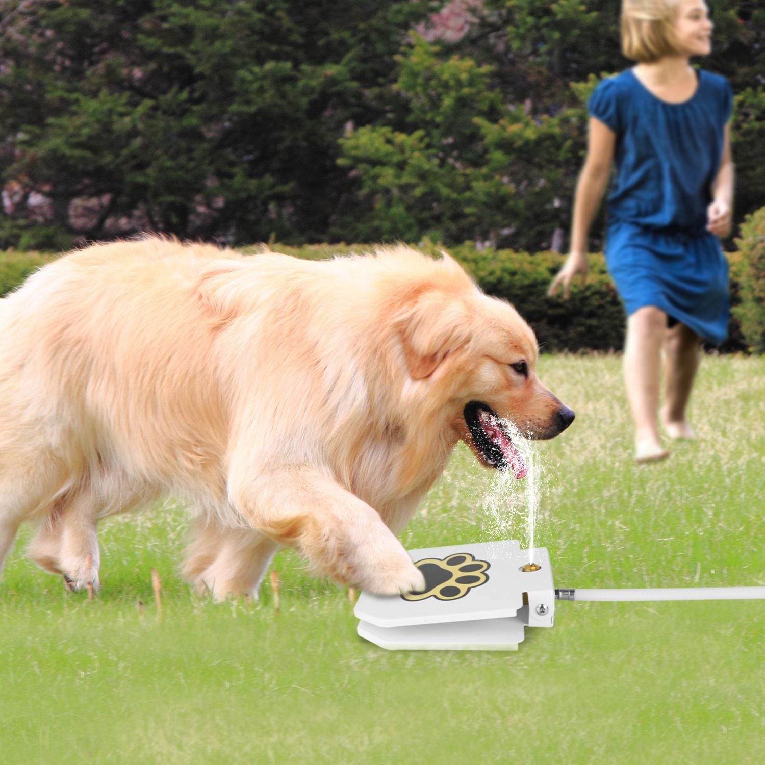 Golden retriever drinking from PawCounter.com outdoor dog water fountain on grass with child in background