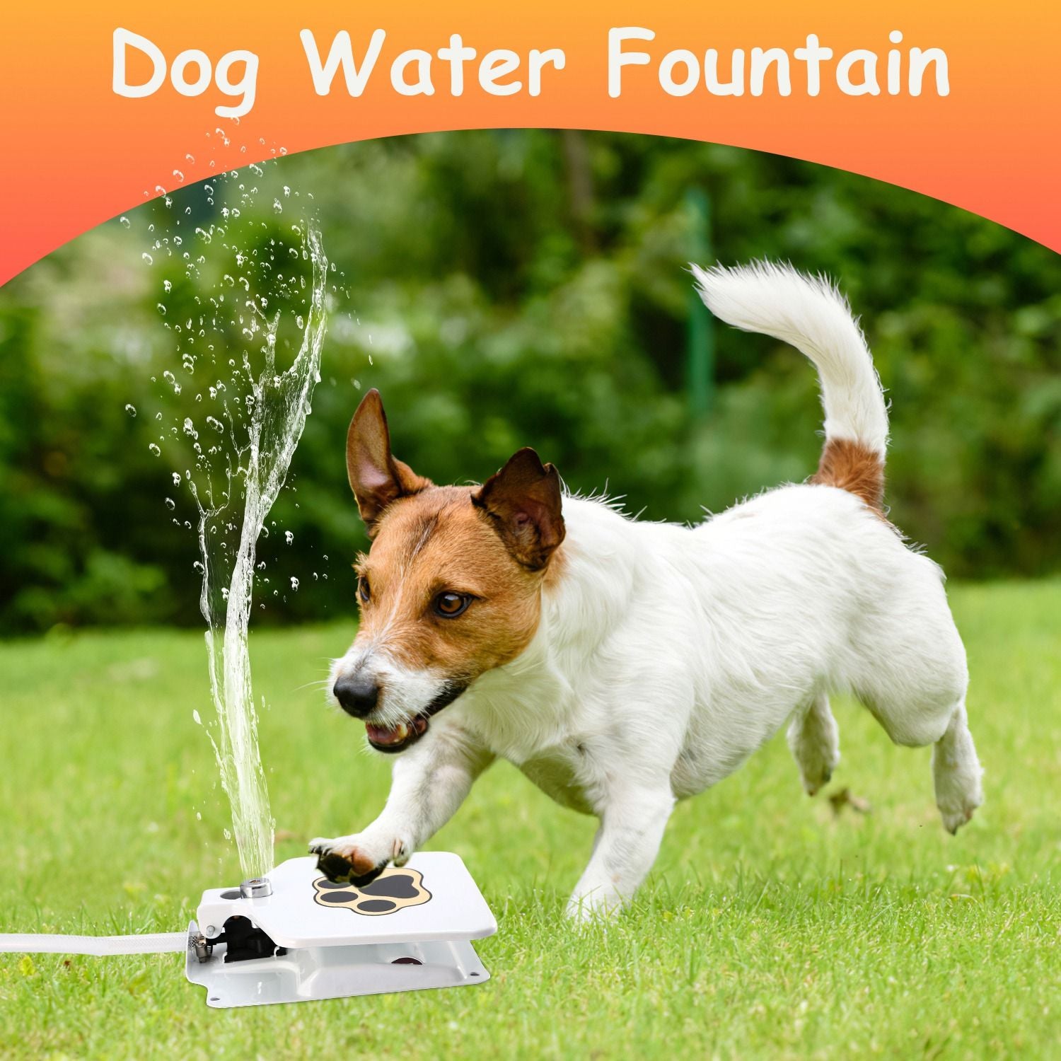 Small dog playing with an outdoor dog water fountain on green grass in a backyard