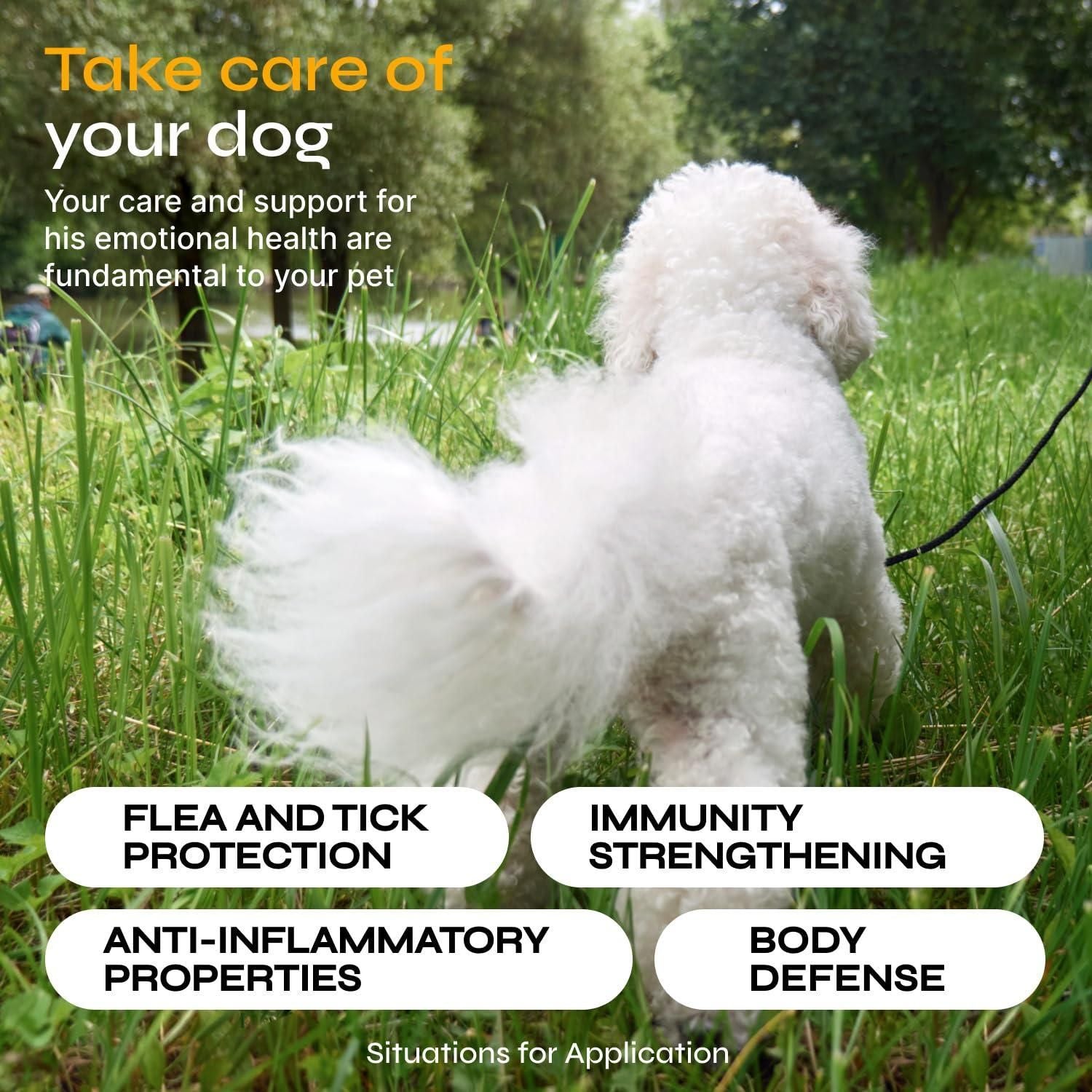 White fluffy dog outdoors in grass promoting dog flea tick prevention chews for flea protection and immunity