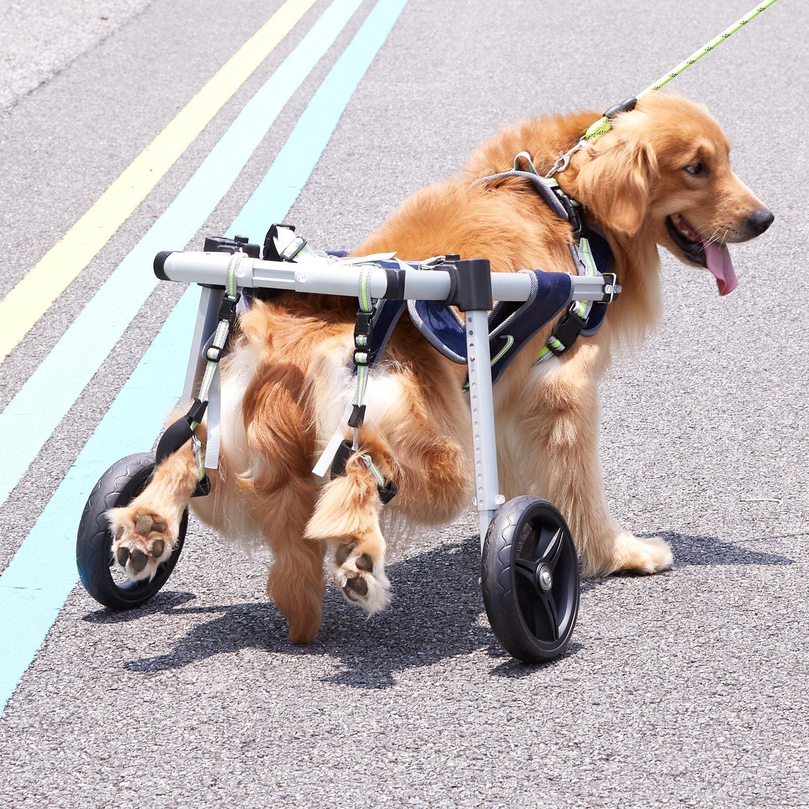Golden retriever using a dog wheelchair for back legs on a paved pathway with leash attached