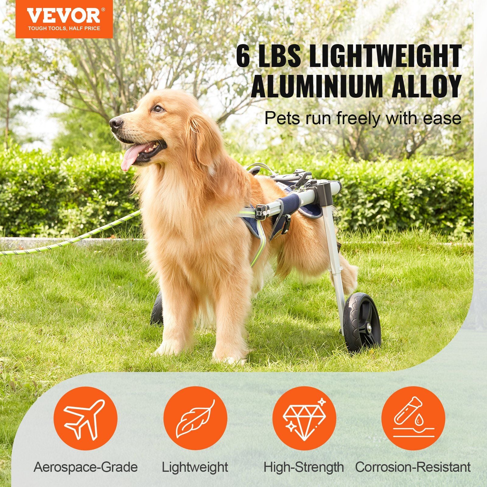 Golden retriever using lightweight dog wheelchair for back legs made of aluminum alloy on grass