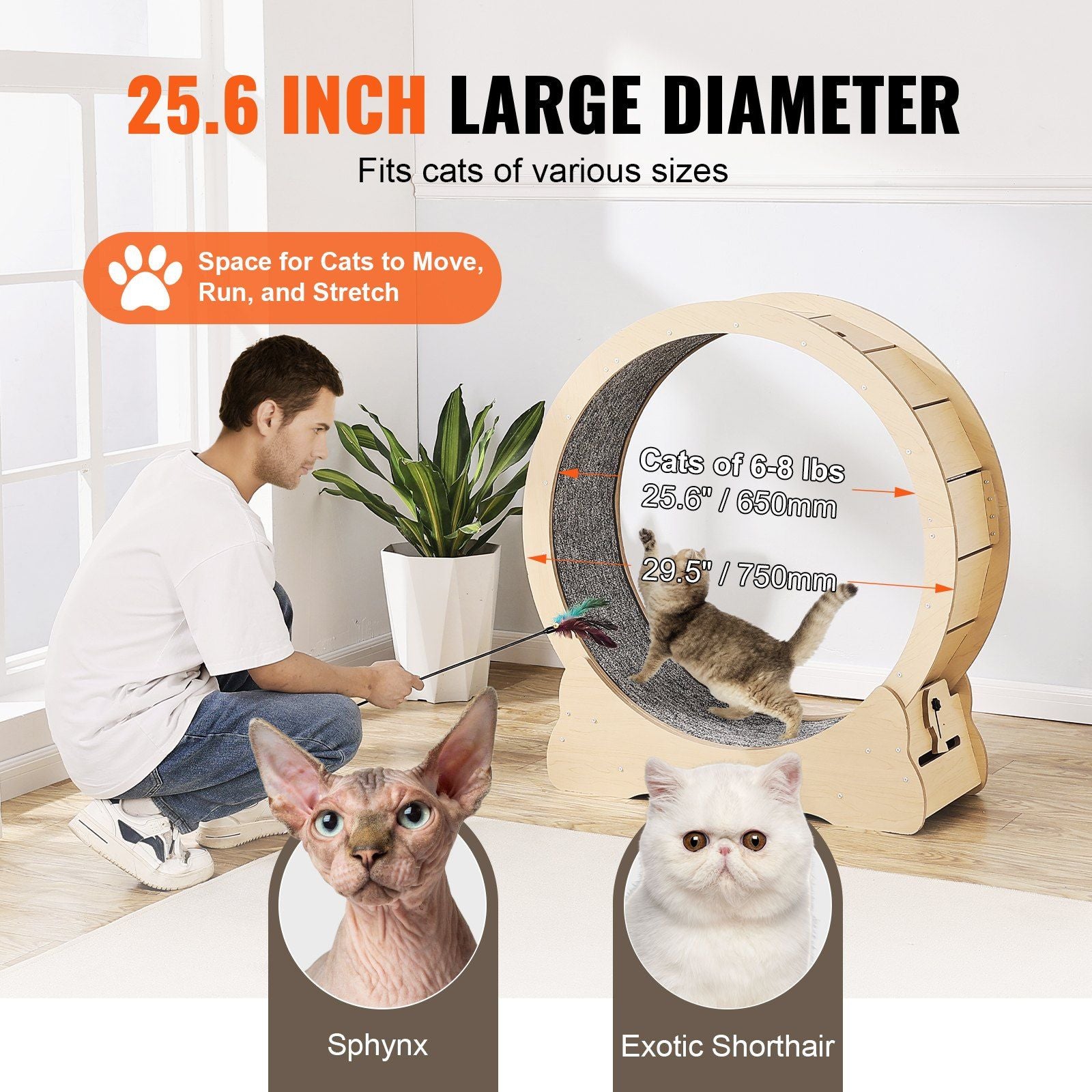 Large cat exercise wheel 25.6 inch diameter with man playing and cats Sphynx and Exotic Shorthair