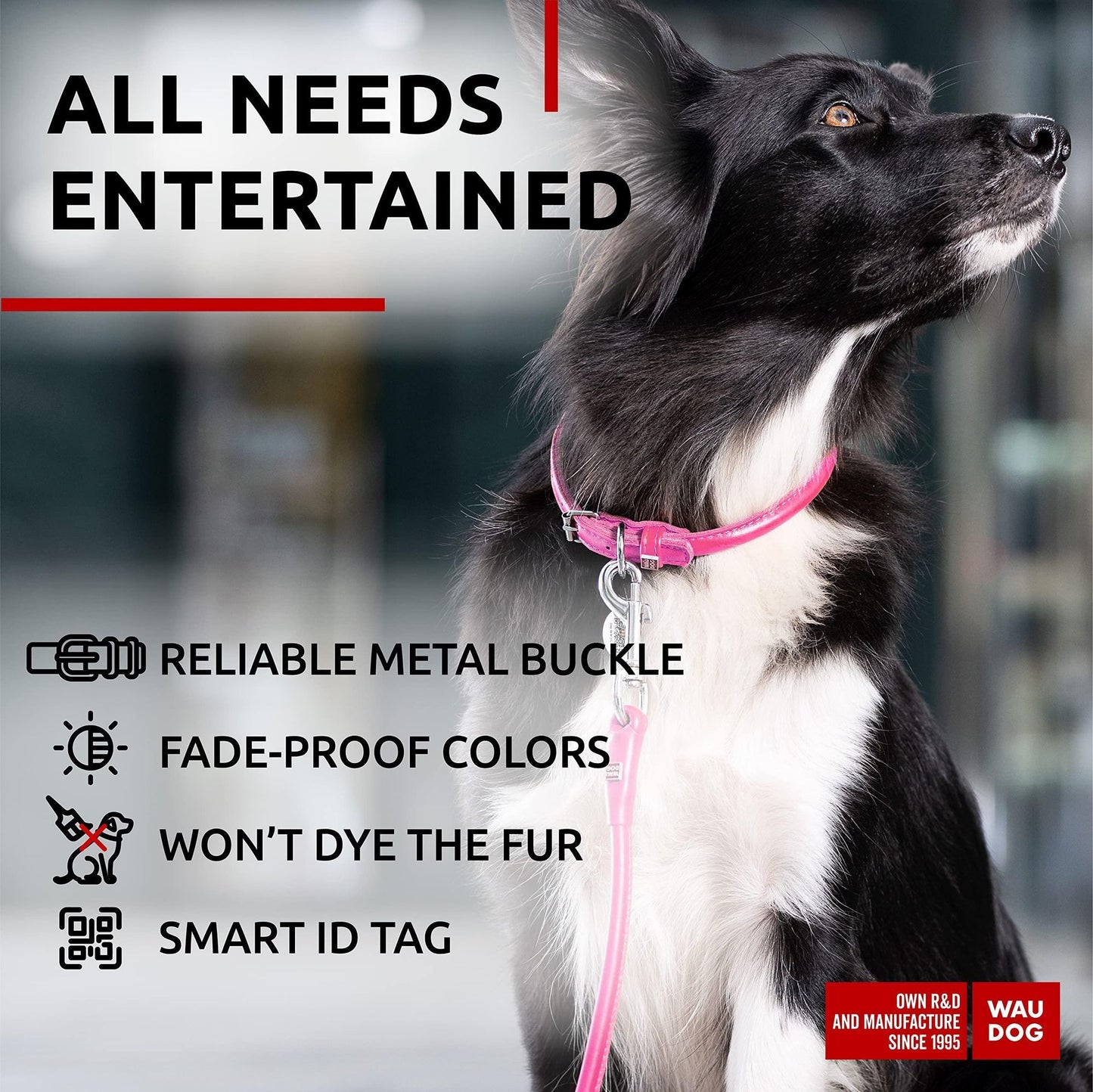 Black and white dog wearing a pink rolled leather dog collar with metal buckle and smart ID tag
