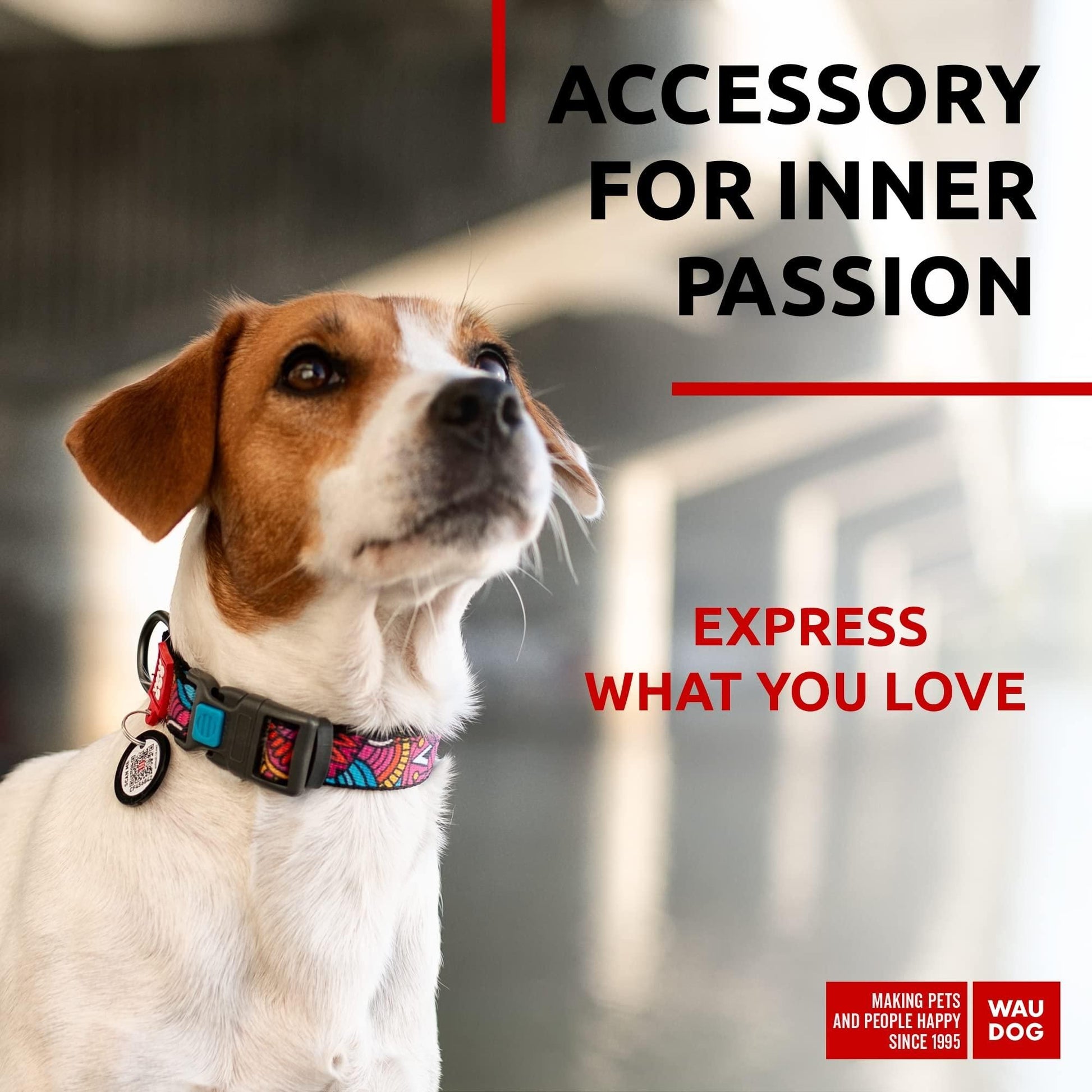 Dog wearing colorful adjustable nylon dog collar by PawCounter.com with tag and black buckle