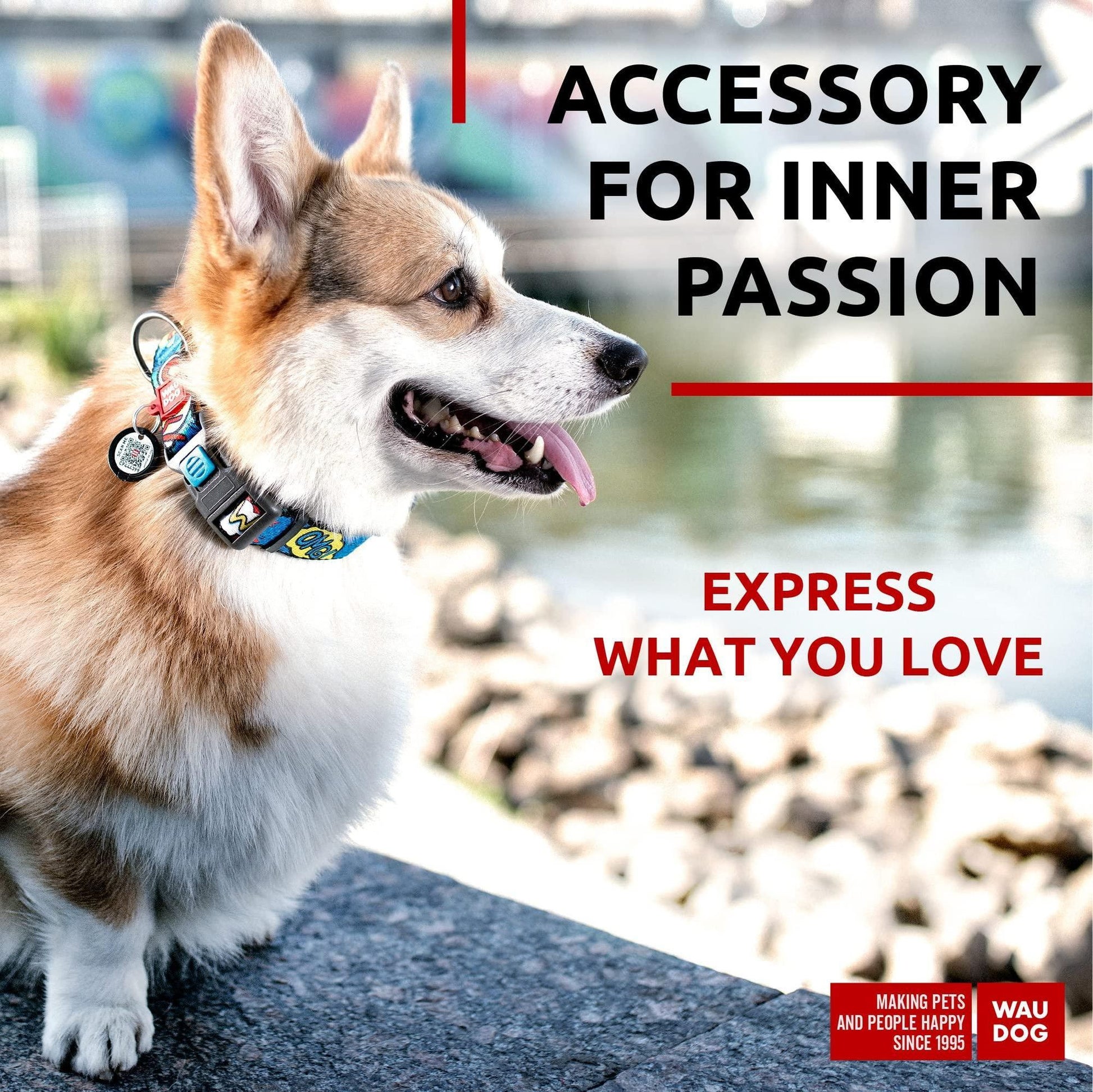 Corgi wearing a colorful adjustable nylon dog collar standing near water with accessory branding