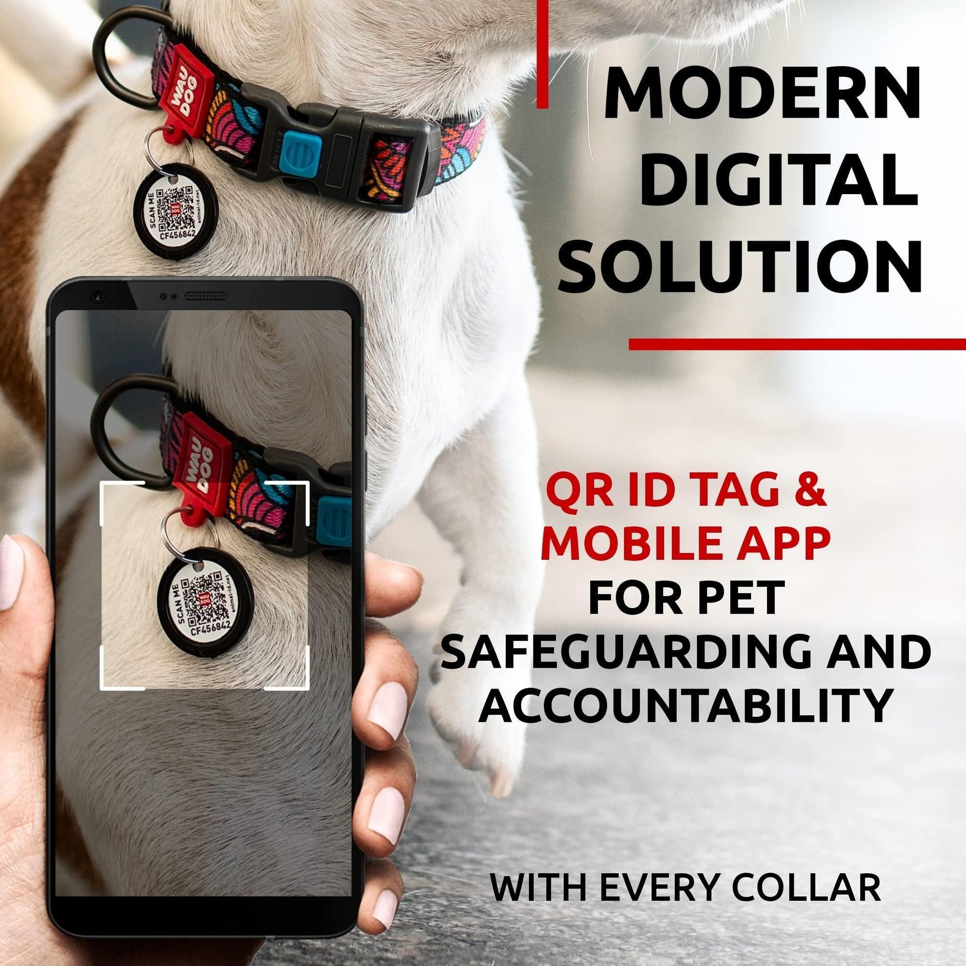 Dog wearing an adjustable nylon dog collar with QR ID tag scanned by mobile app for pet safety
