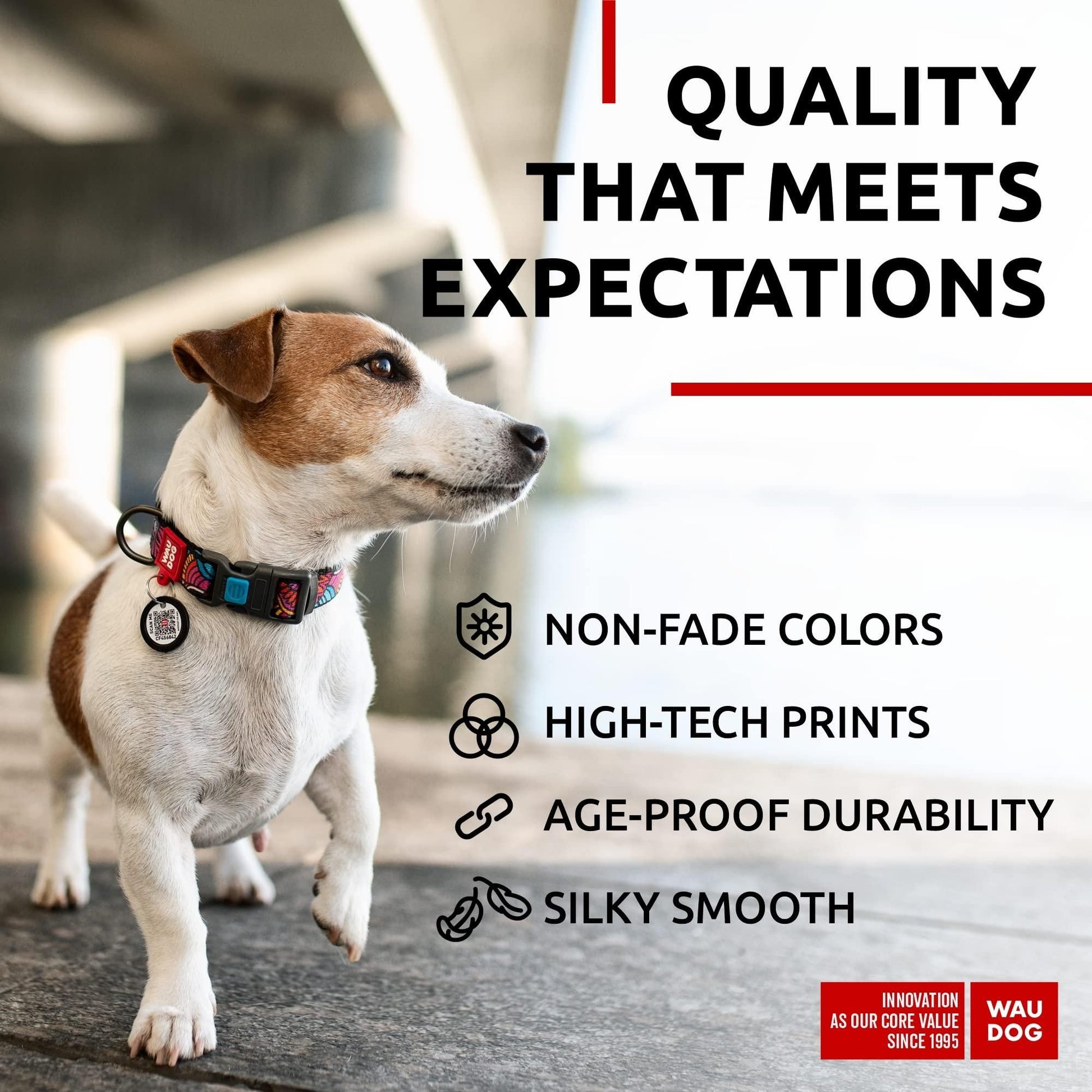 Jack Russell dog wearing a colorful adjustable nylon dog collar with non-fade colors and high-tech prints