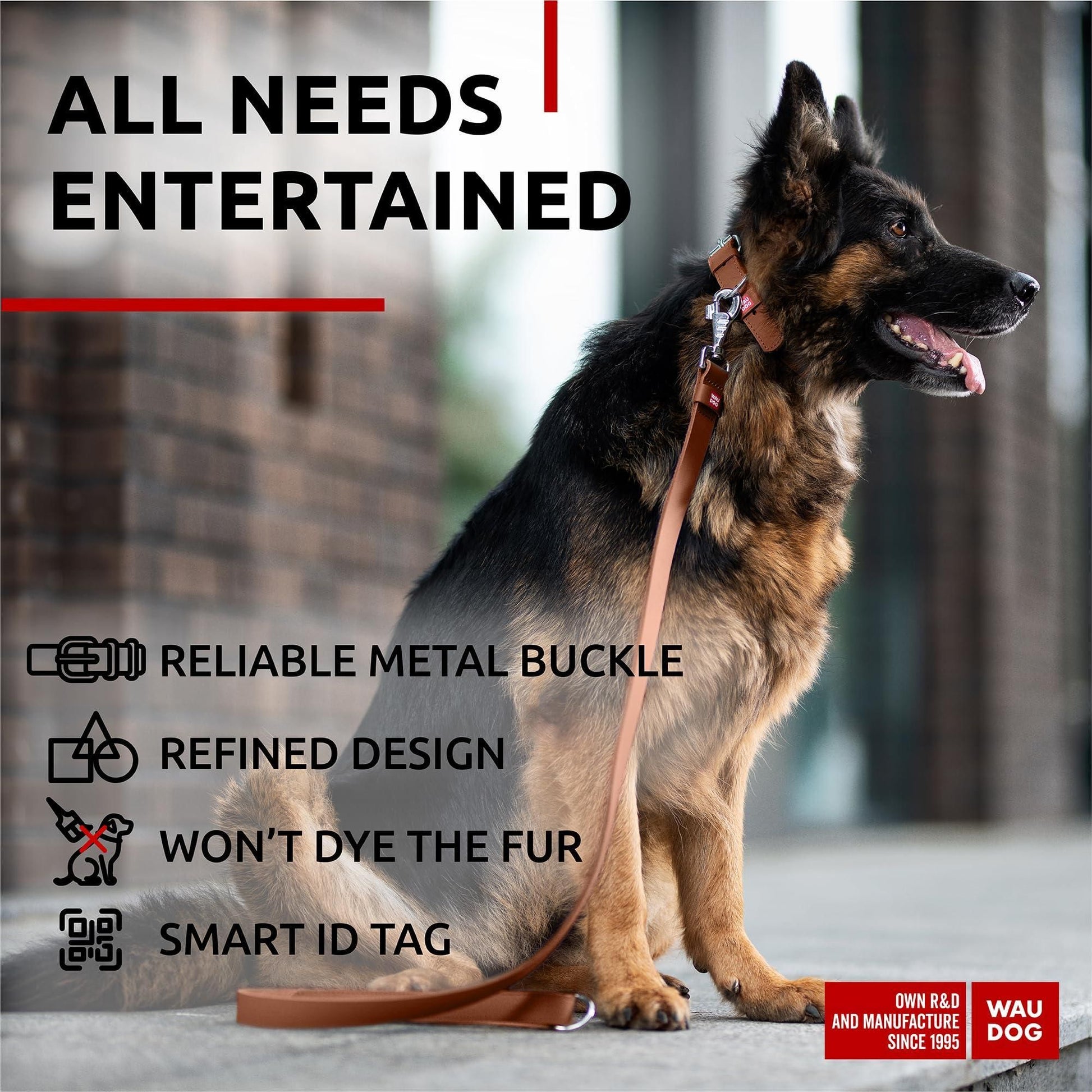 Leather dog collar adjustable with reliable metal buckle on German Shepherd dog sitting outdoors
