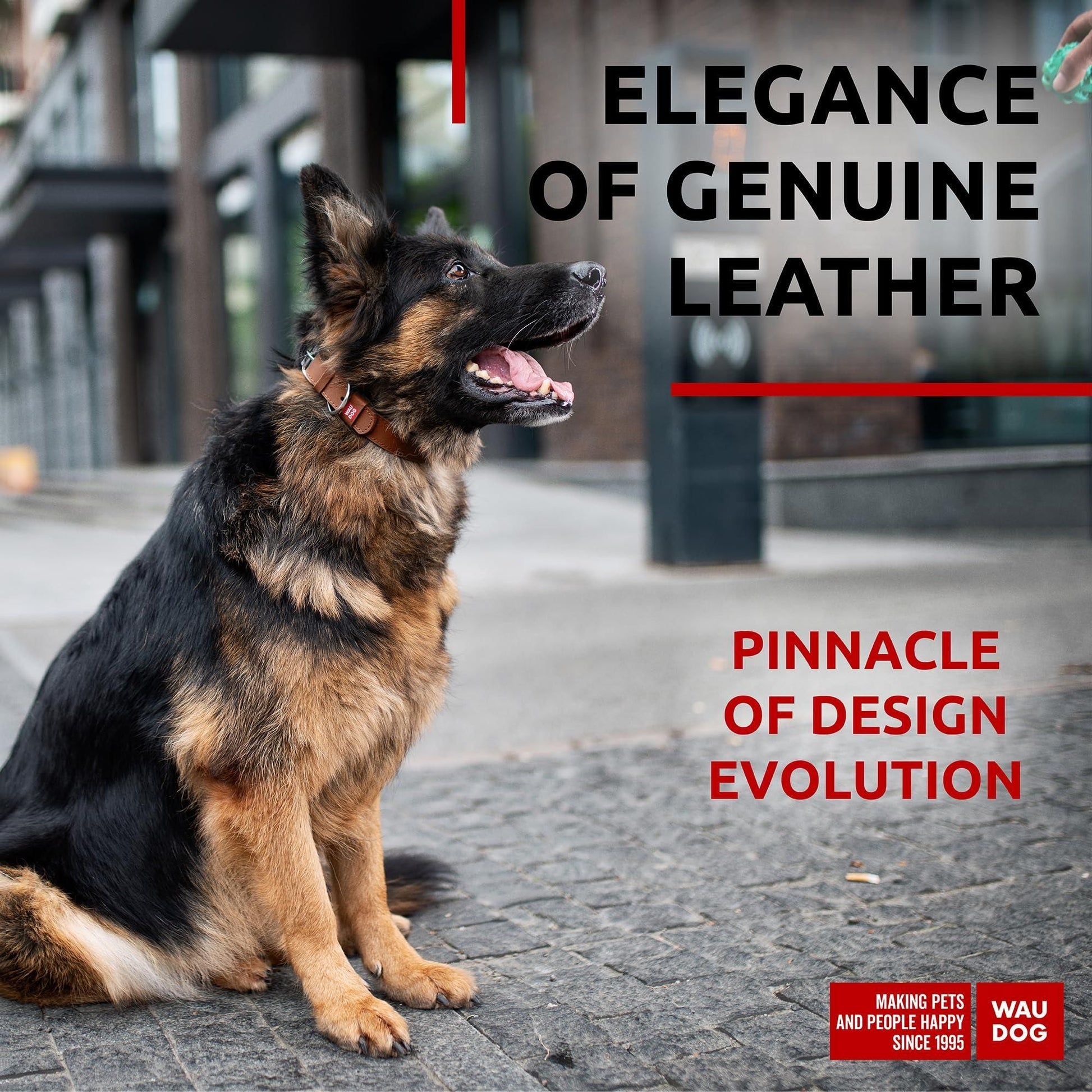 German Shepherd wearing a leather dog collar adjustable sitting on a city sidewalk looking up