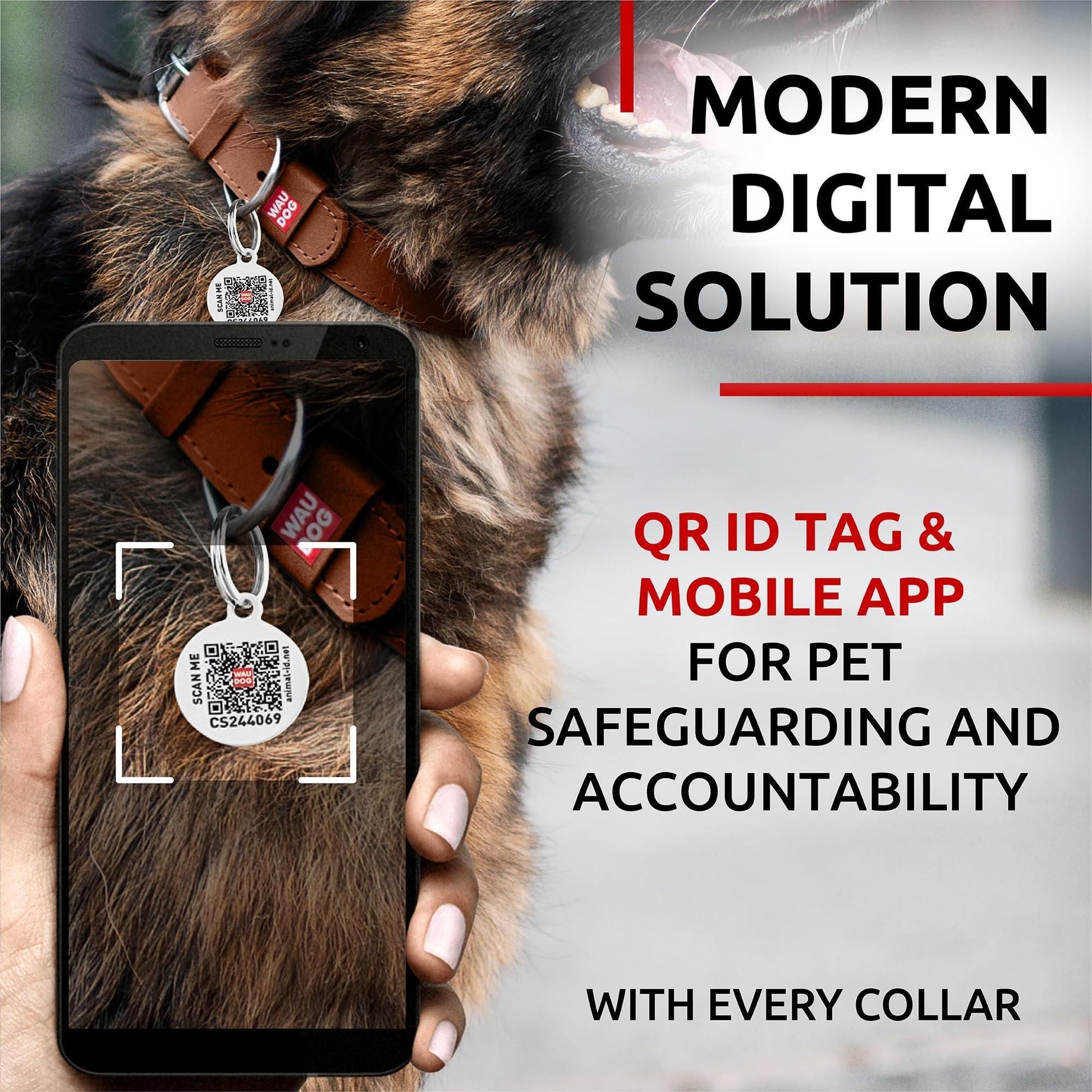 Adjustable leather dog collar with QR ID tag shown on large dog for pet safety by PawCounter.com