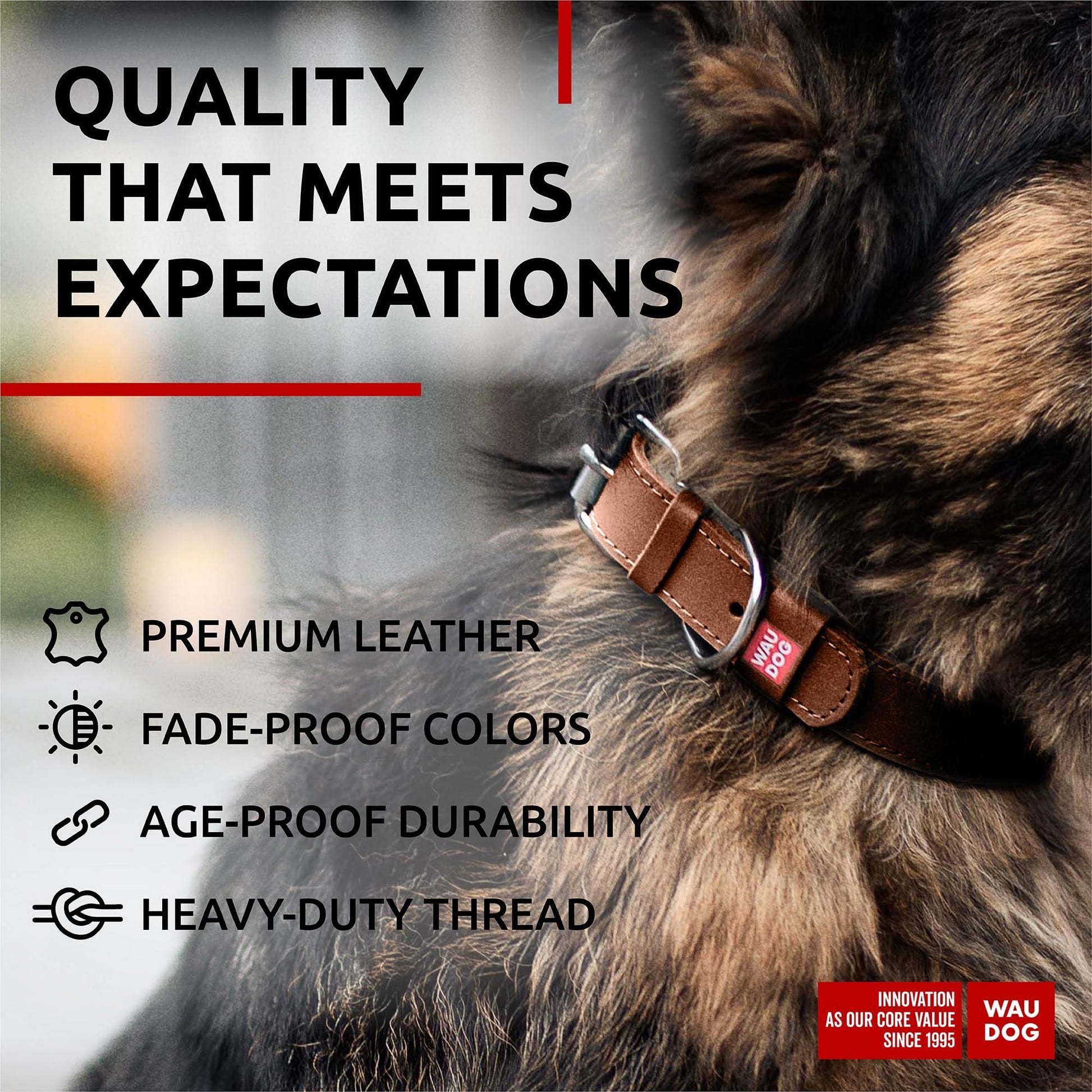Leather dog collar adjustable in brown with metal buckle on a fluffy dog showing premium leather and durability