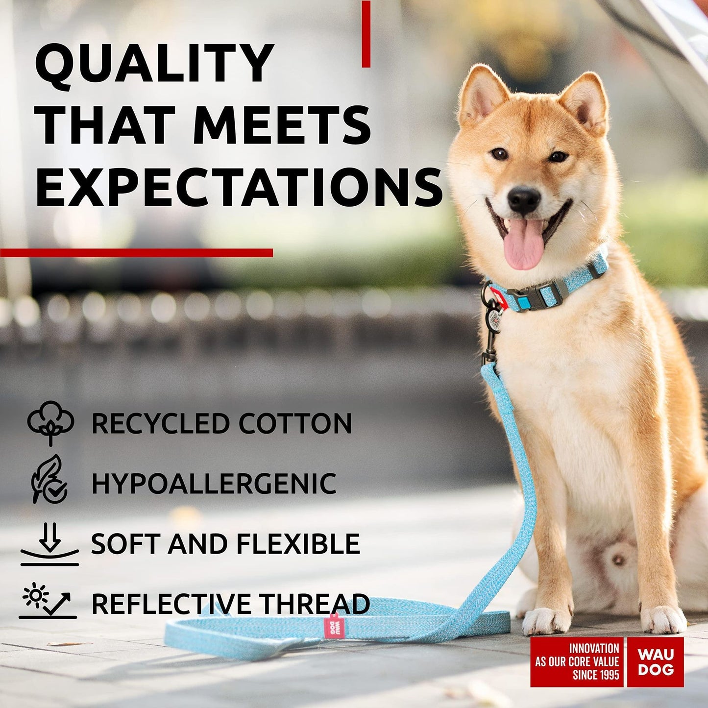 Shiba Inu dog wearing a blue reflective cotton dog collar with matching leash sitting outdoors