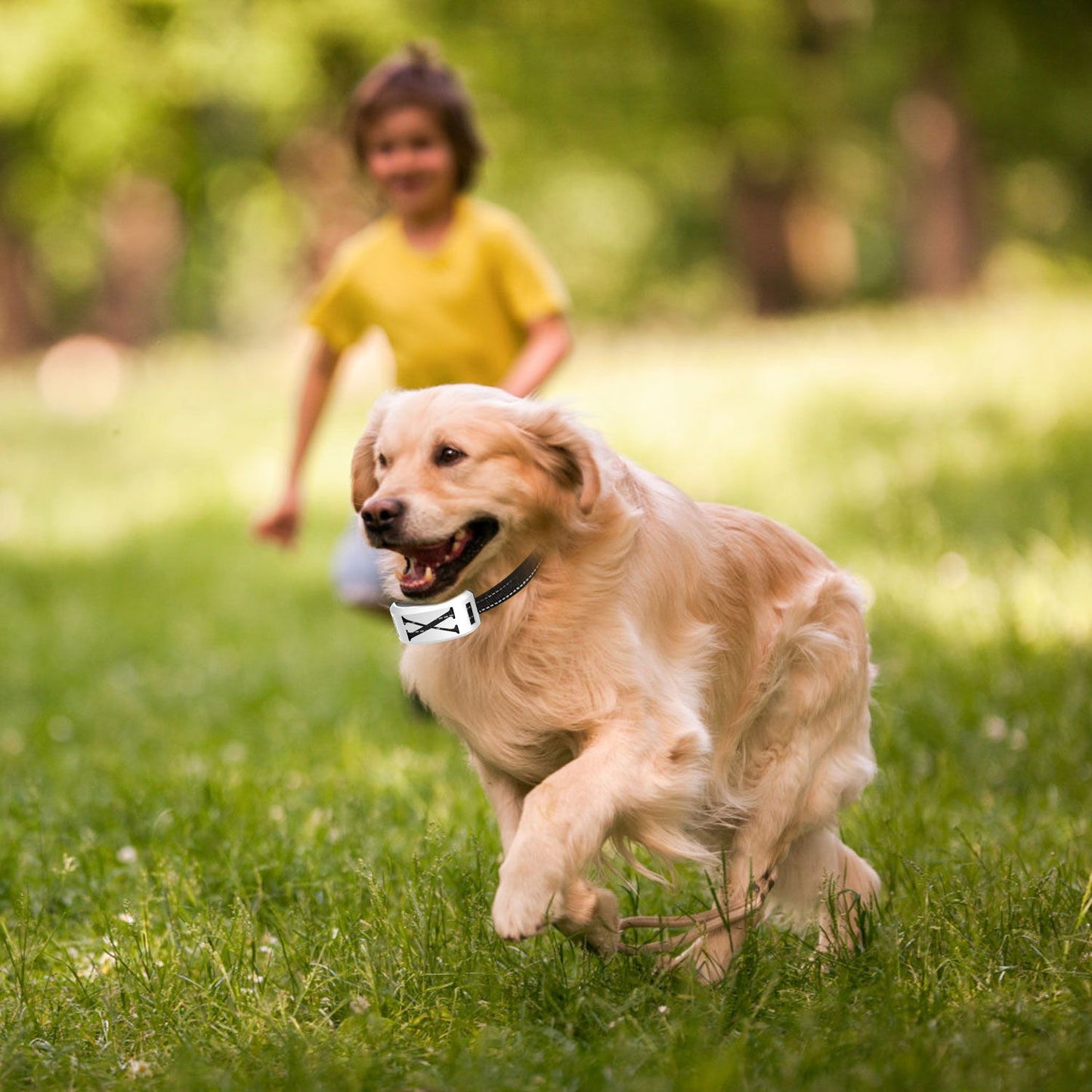 Happy Golden Retriever running freely in a park with a wireless electric dog fence collar