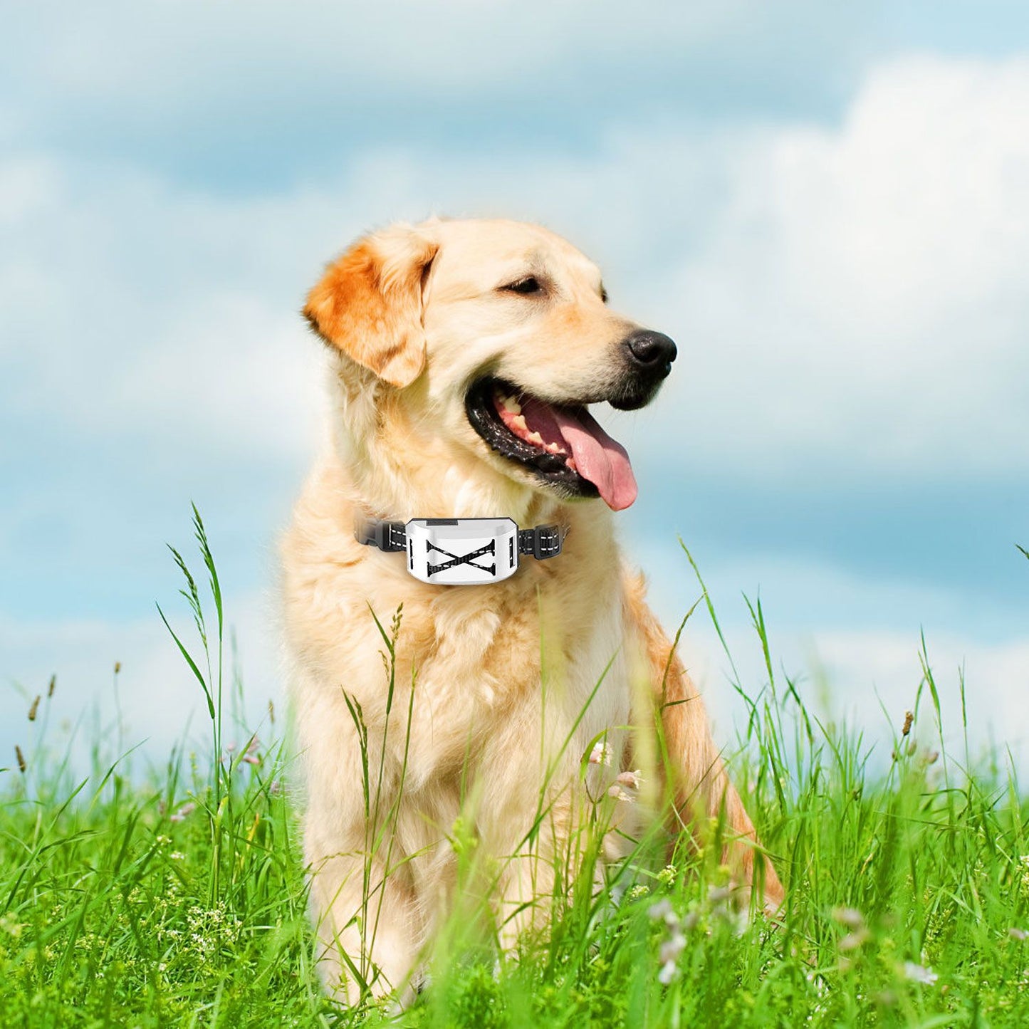 Happy golden retriever wearing a wireless electric dog fence collar in a grassy field