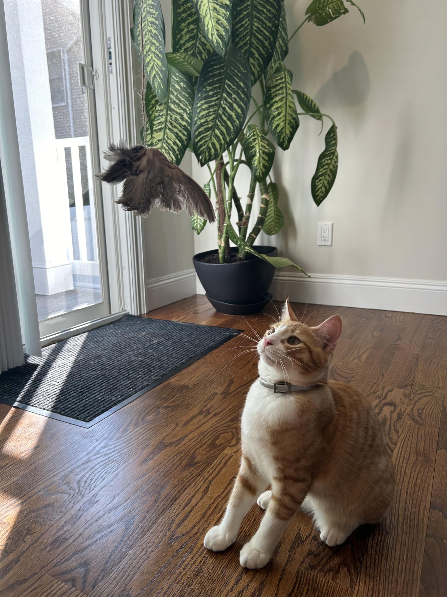 Wing on String Cat Toy - Real Bird Wing Dog Training Supplies & Accessories, Quail Wing Bird Scent Interactive Play for Cats, Hunting Dog Training Bird Retrieval Cat Trainer