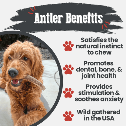 Elk Antler Dog Chews | All-Natural Whole and Split Elk Antler Chews for Dogs