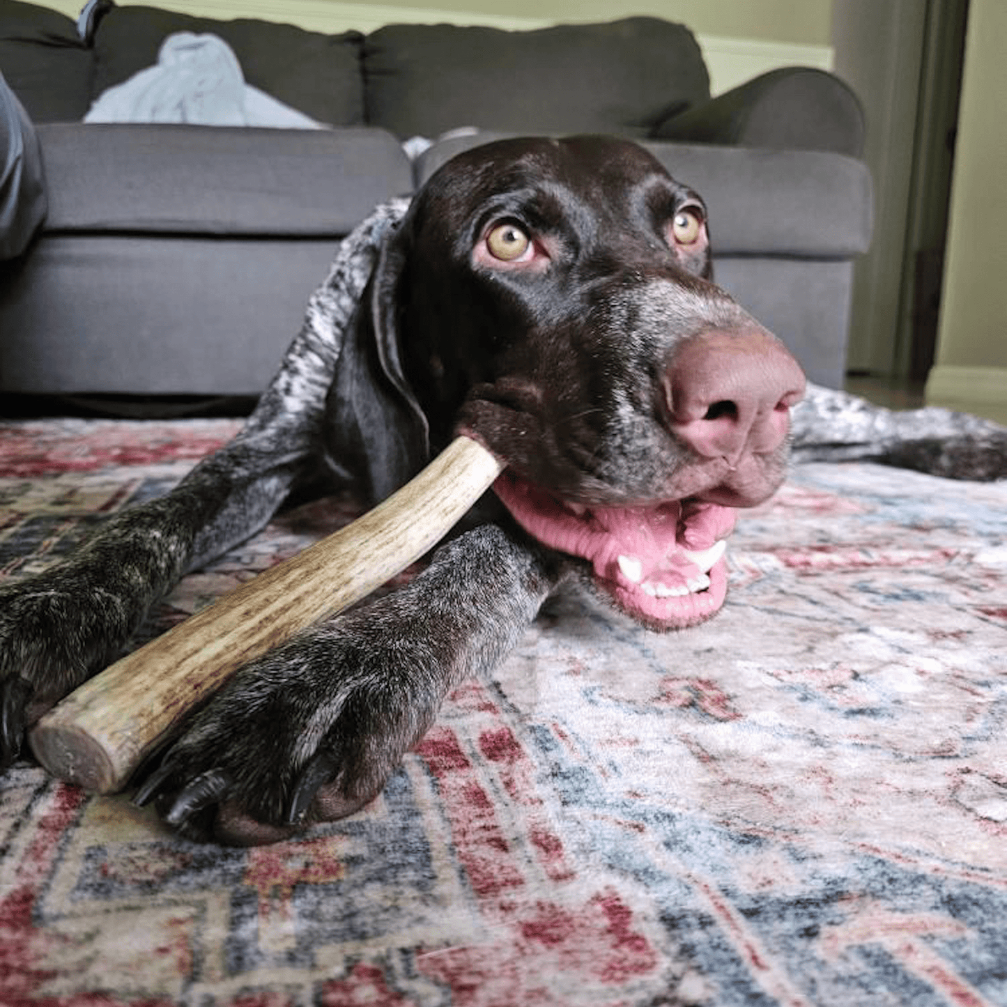 Reindeer Antler Dog Chews | Organic Chews for Dogs