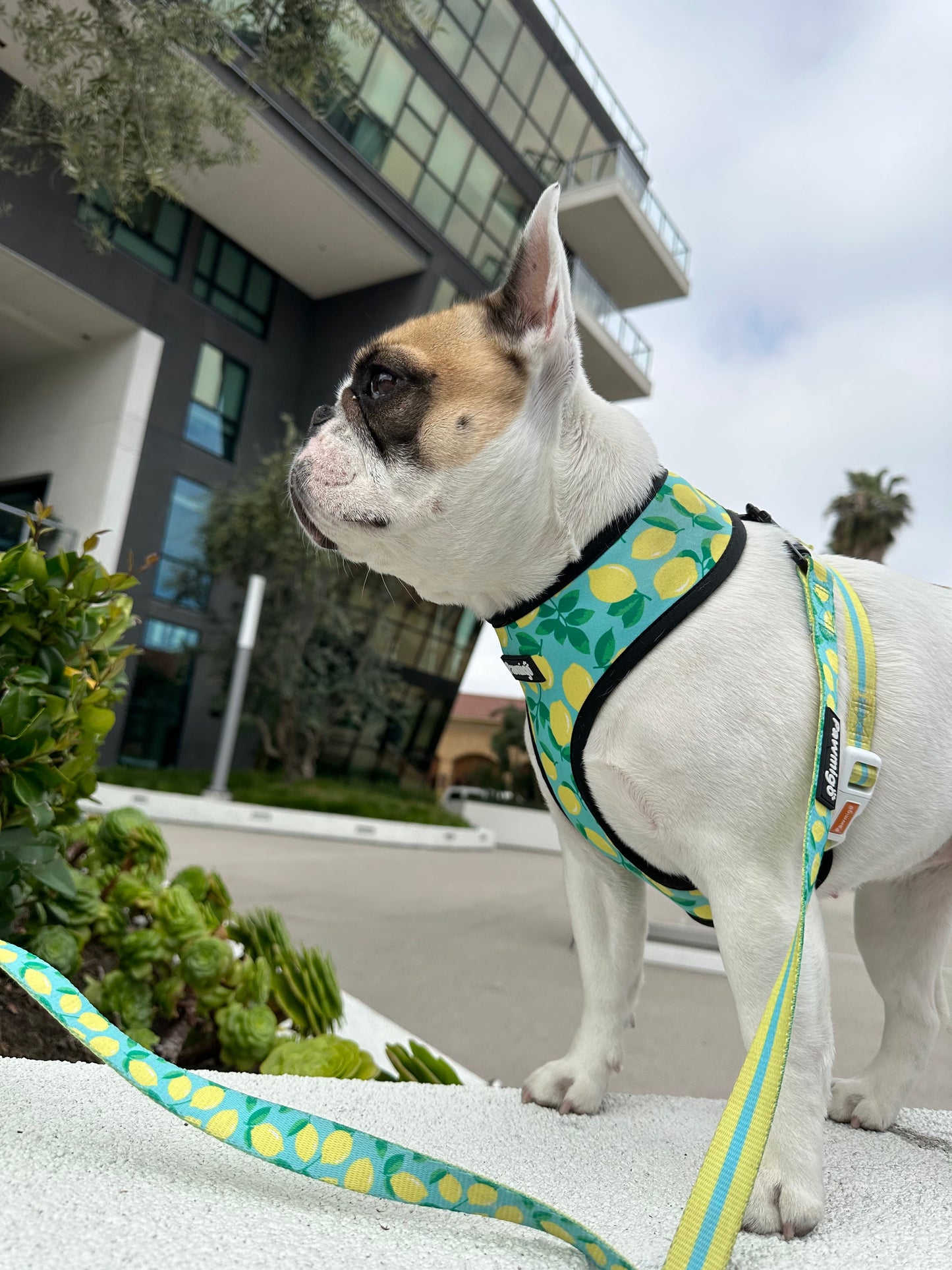 Worth The Squeeze Reversible Harness