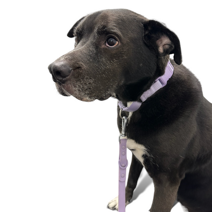 Martingale Dog Collar