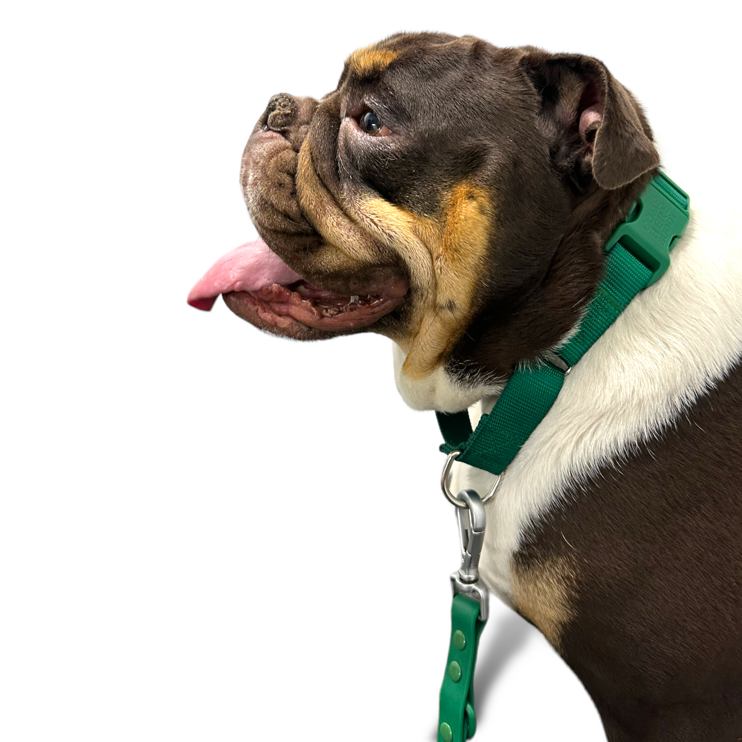 Martingale Dog Collar