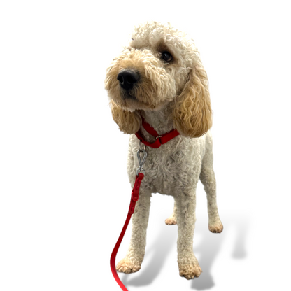 Martingale Dog Collar