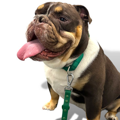 Martingale Dog Collar