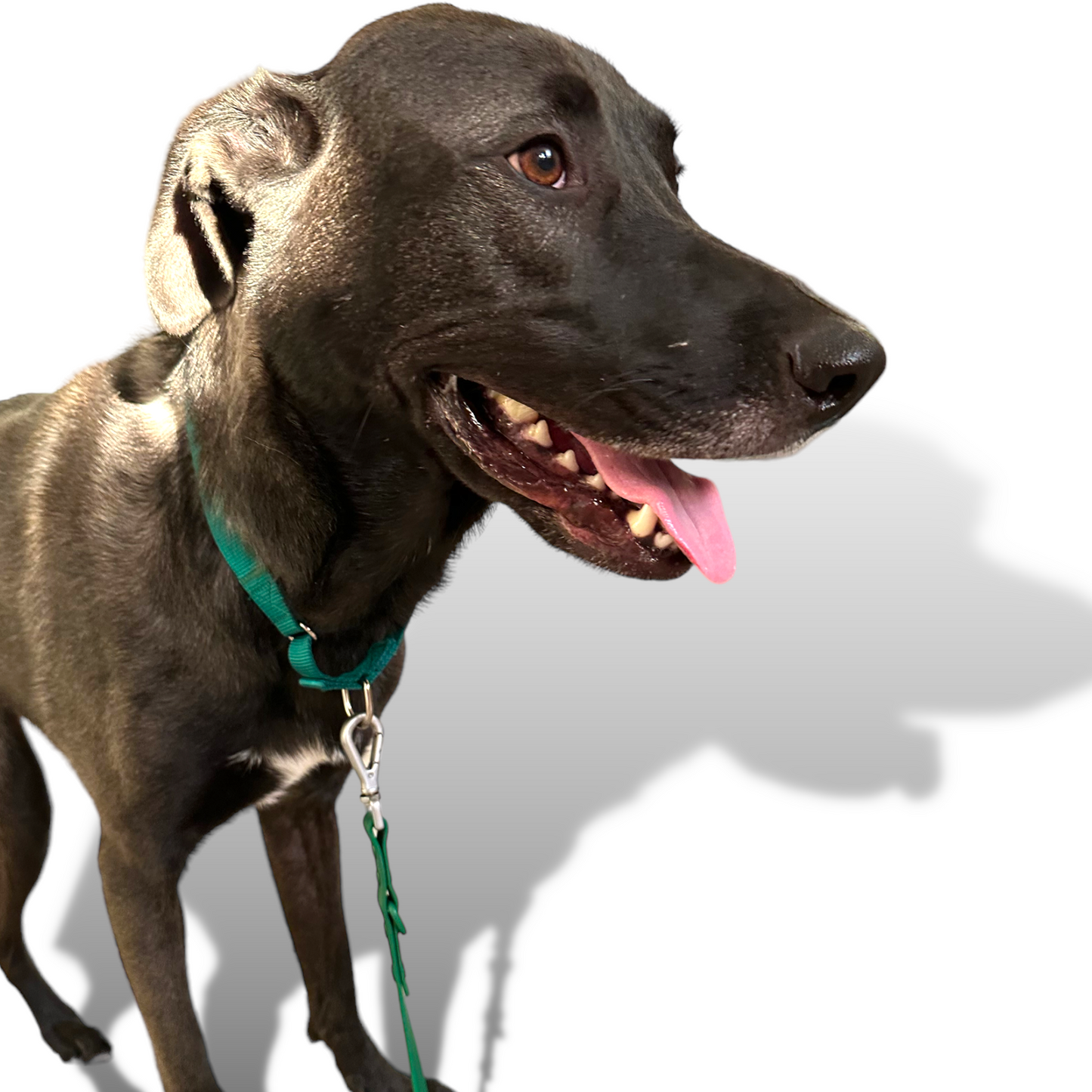 Martingale Dog Collar