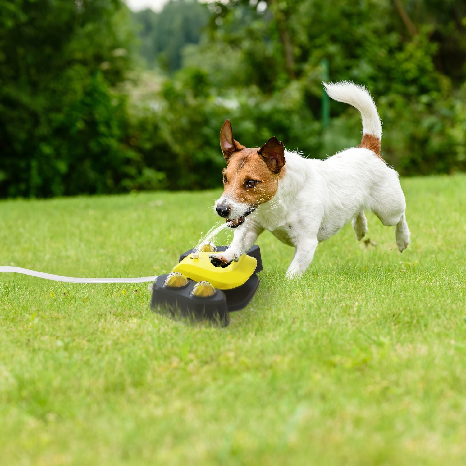 Small dog drinking from a yellow and black automatic dog water fountain on green grass outdoors
