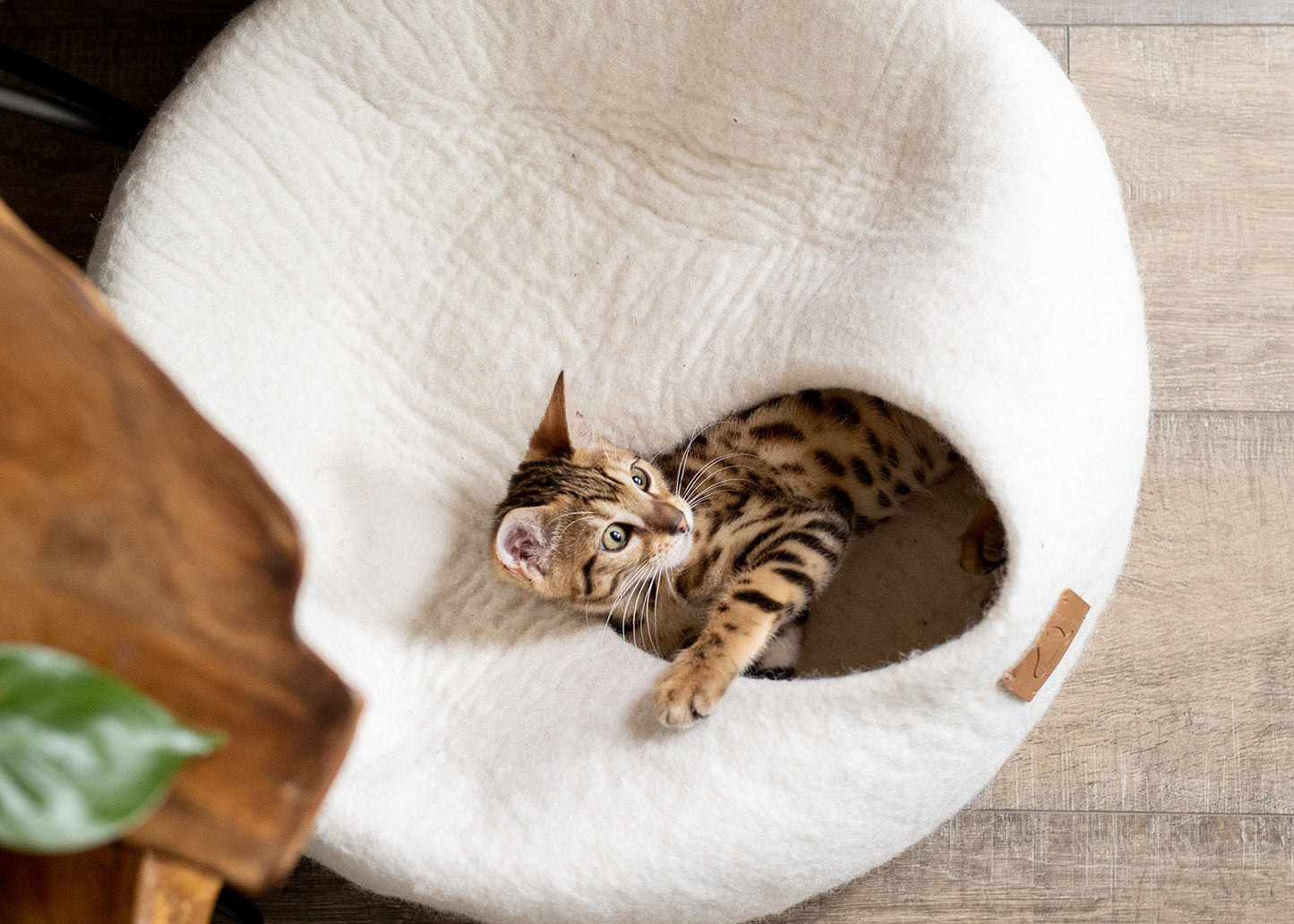 Cozy white cat cave bed with a playful Bengal cat inside for comfortable lounging