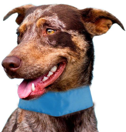 Dog wearing a blue cooling dog neck wrap to stay comfortable and cool in hot weather