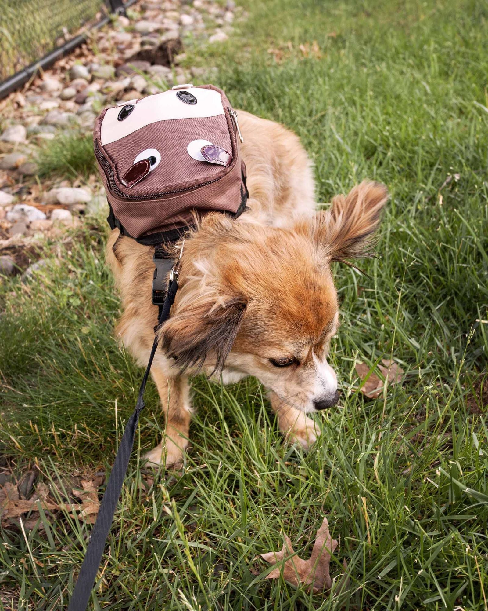 Small dog wearing a brown dog harness backpack with pockets while walking on grass near a fence