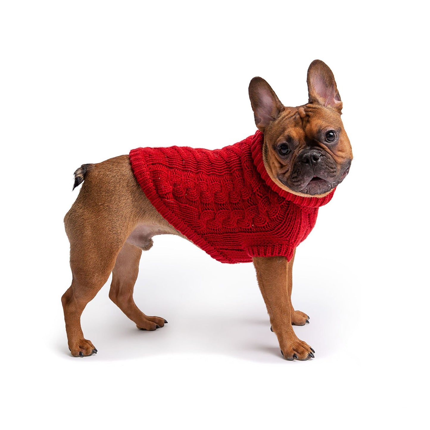 French Bulldog in a cozy red dog sweater made from high-quality knit for warmth and style