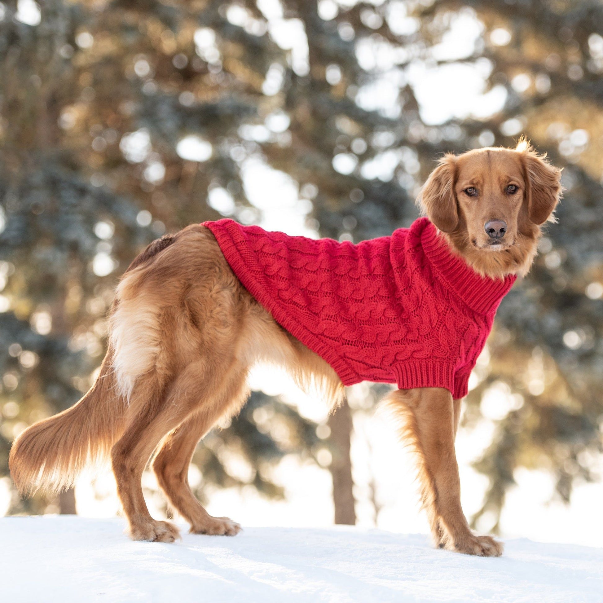 Golden Retriever wearing a cozy red dog sweater, perfect for winter outdoor adventures