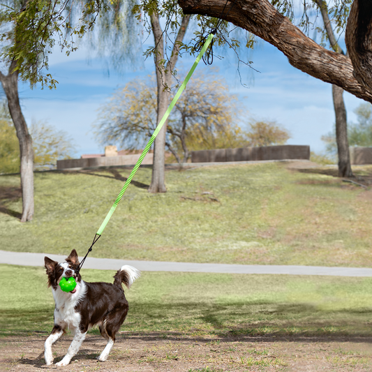 Jolly Pets dog tree tug toy in use with a happy dog playing outdoors beneath a tree