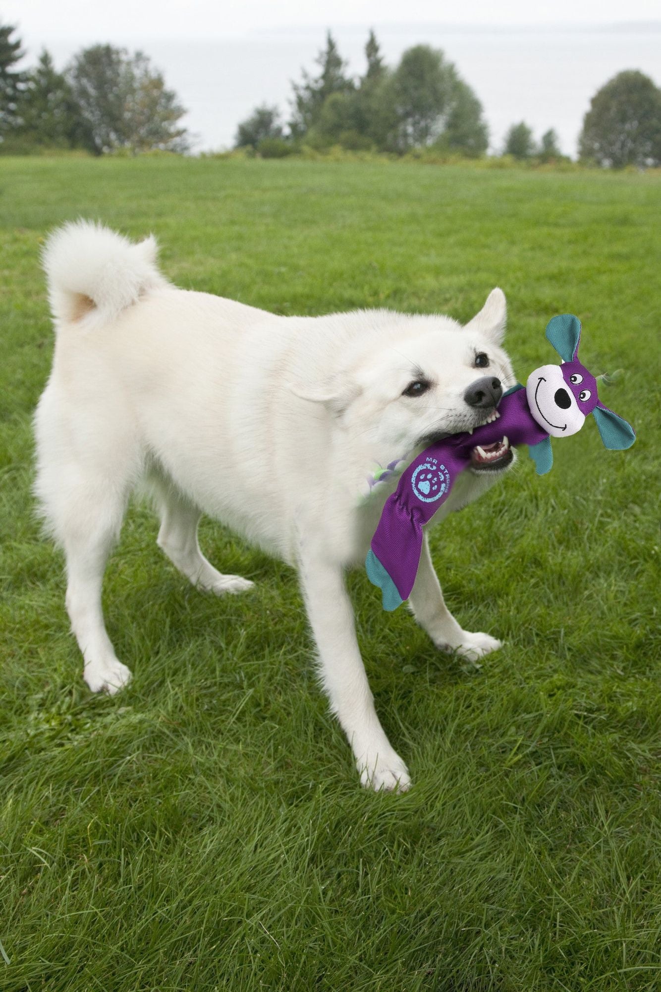White dog playing outdoors with a durable dog chew toy shaped like a purple character