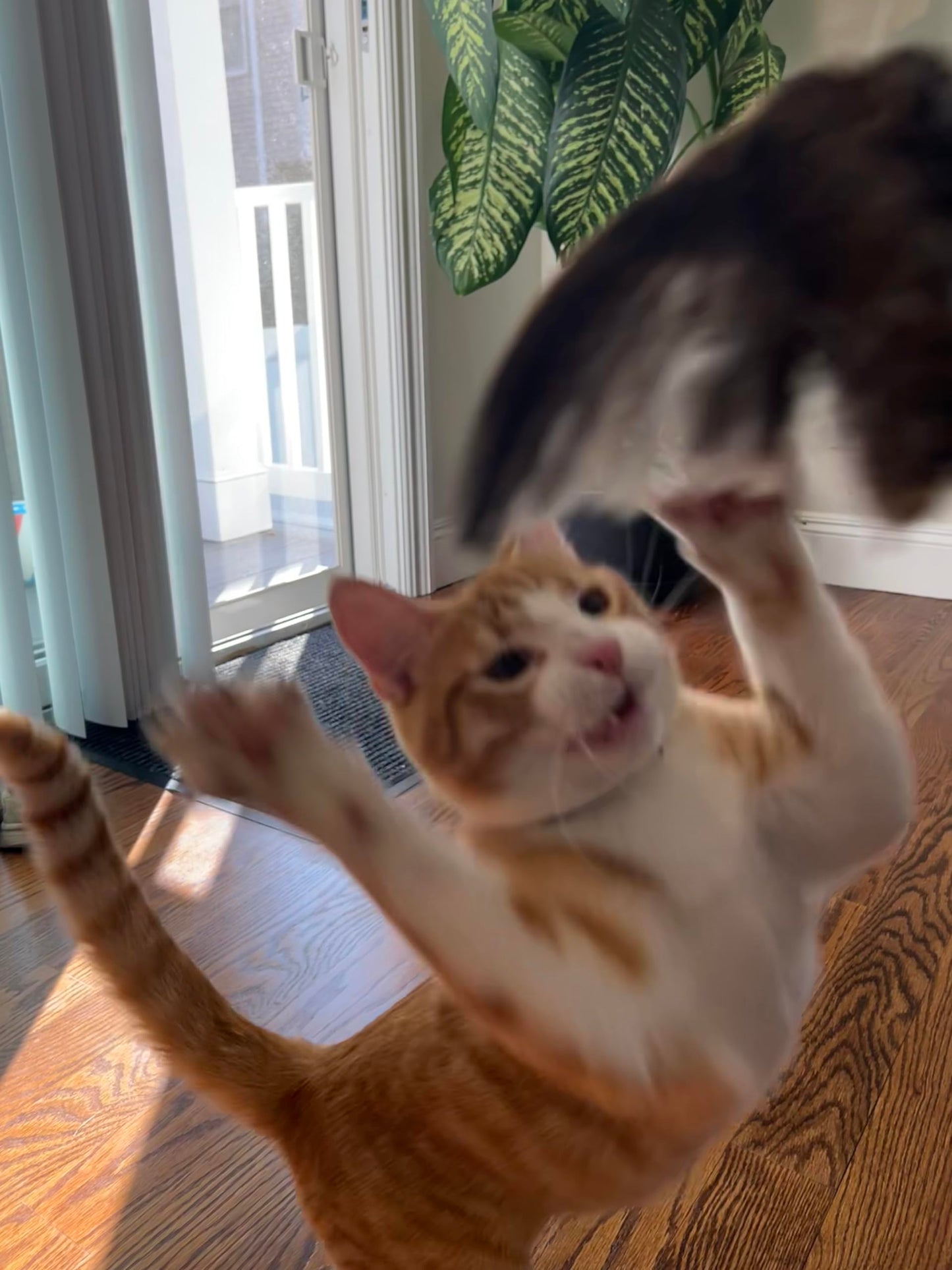 Wing on String Cat Toy - Real Bird Wing Dog Training Supplies & Accessories, Quail Wing Bird Scent Interactive Play for Cats, Hunting Dog Training Bird Retrieval Cat Trainer