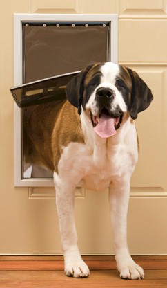 PetSafe extra large pet door installed on a beige door with a large dog standing halfway through